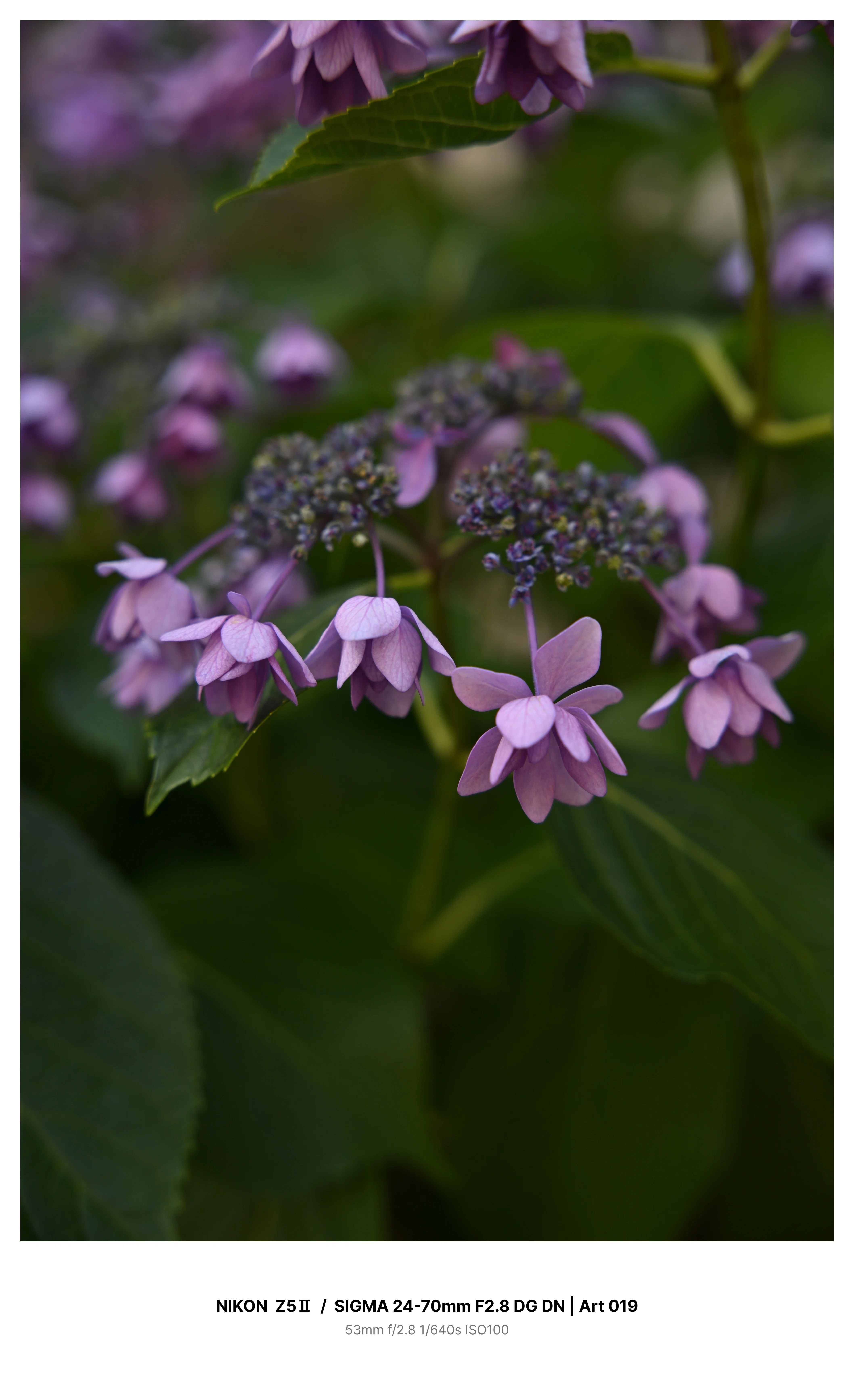 東京・大塚で満開の紫陽花を見つけてカメラさんぽ Z5Ⅱ｜kenken