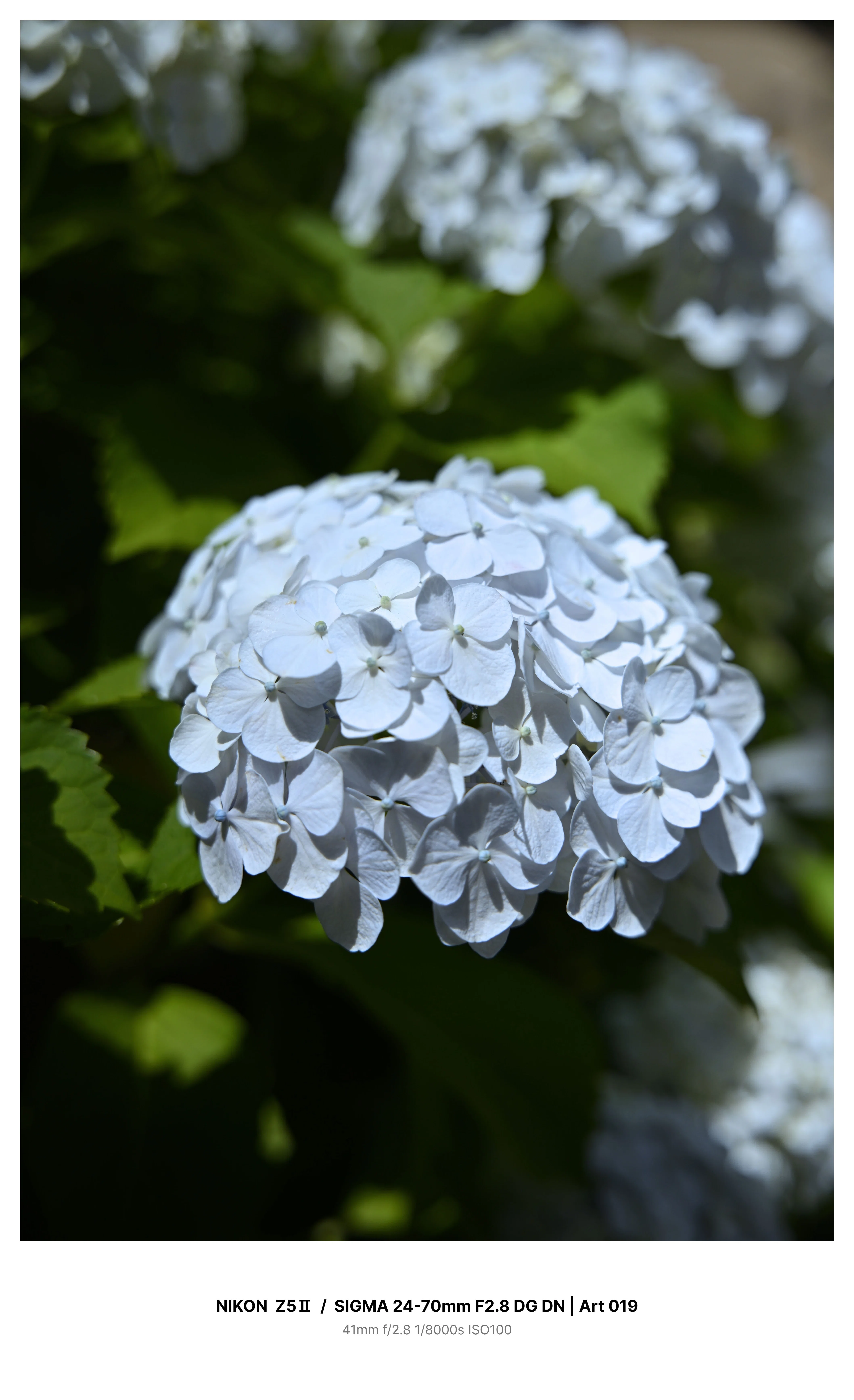 東京・大塚で満開の紫陽花を見つけてカメラさんぽ Z5Ⅱ｜kenken