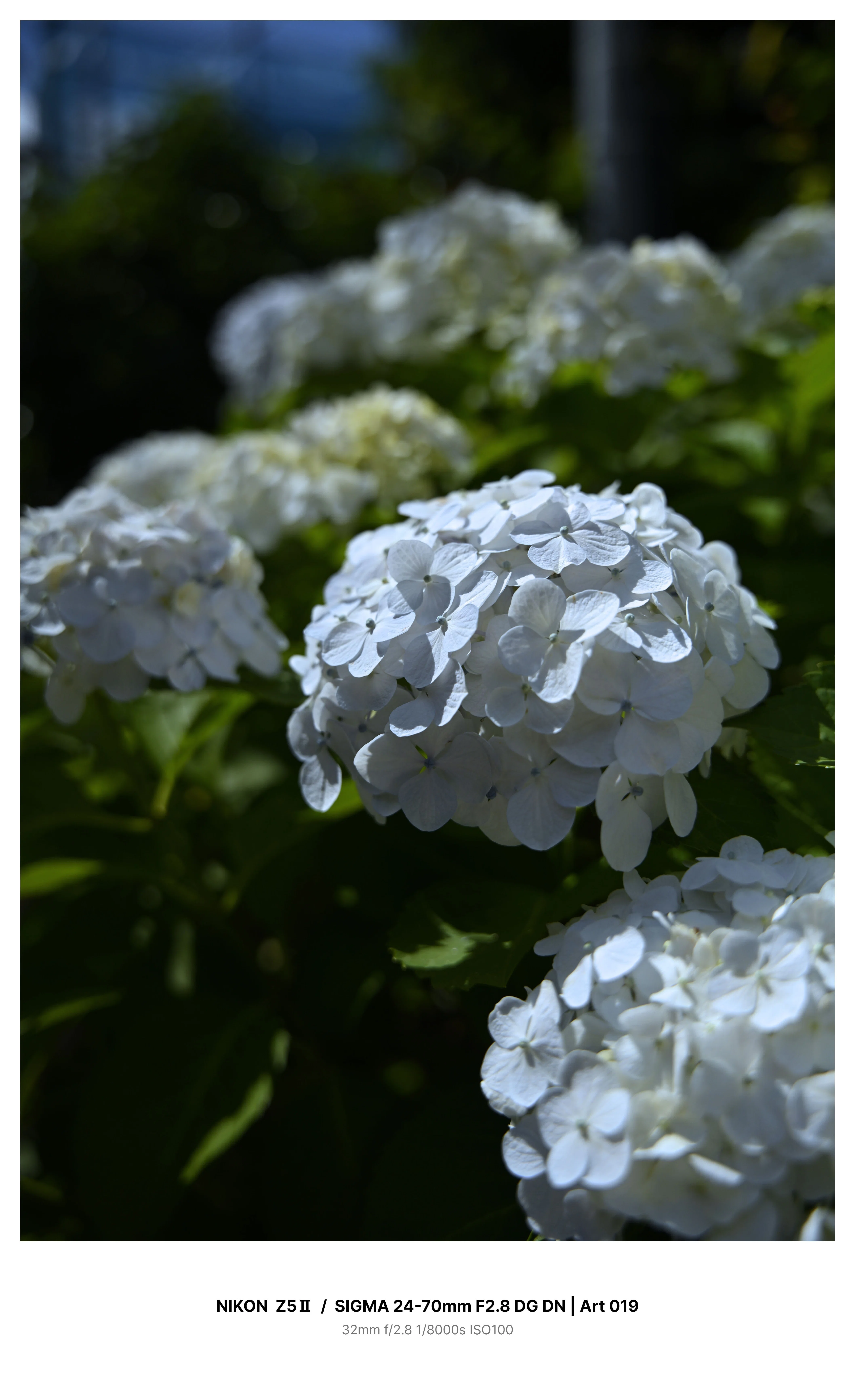東京・大塚で満開の紫陽花を見つけてカメラさんぽ Z5Ⅱ｜kenken