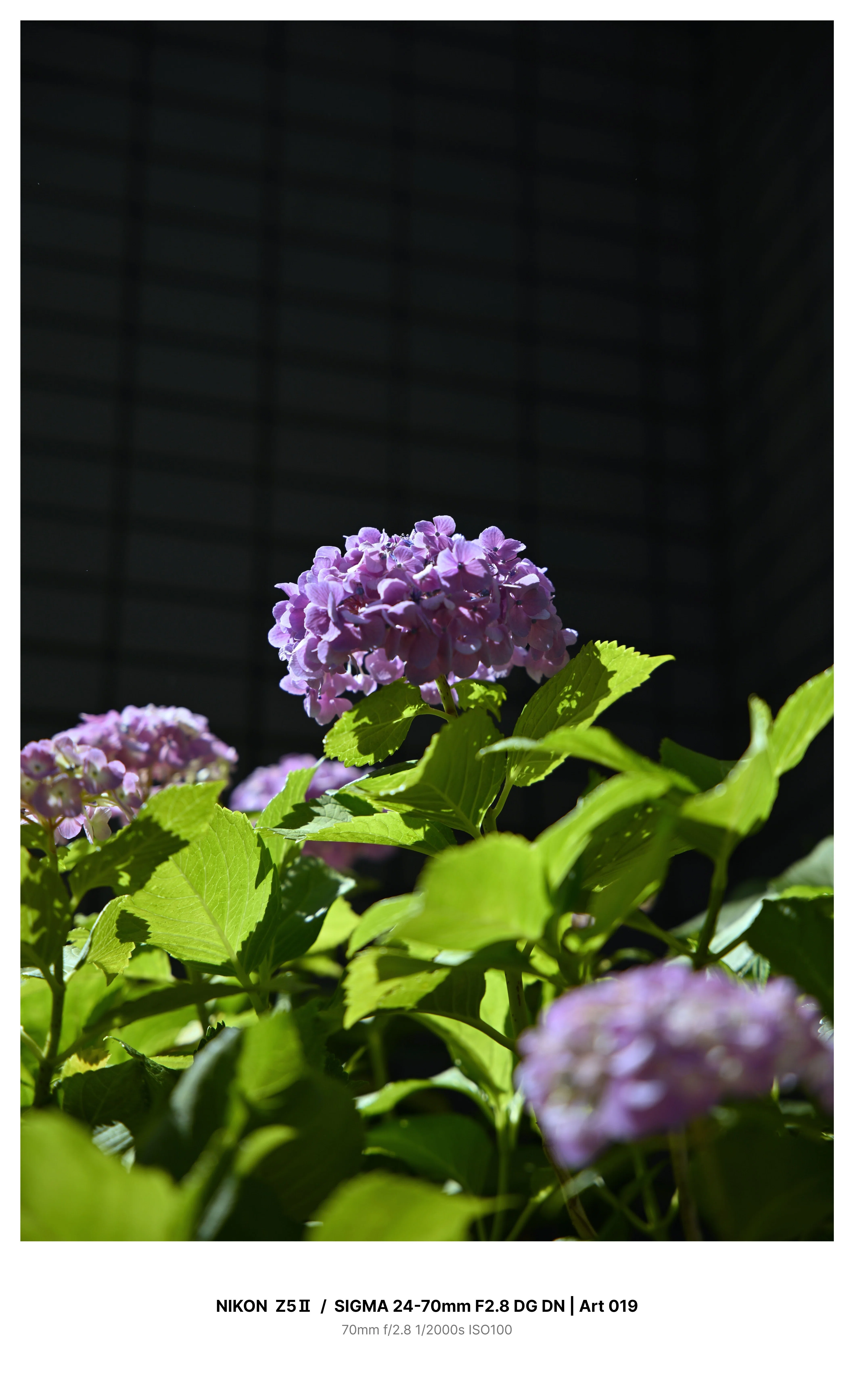 東京・大塚で満開の紫陽花を見つけてカメラさんぽ Z5Ⅱ｜kenken