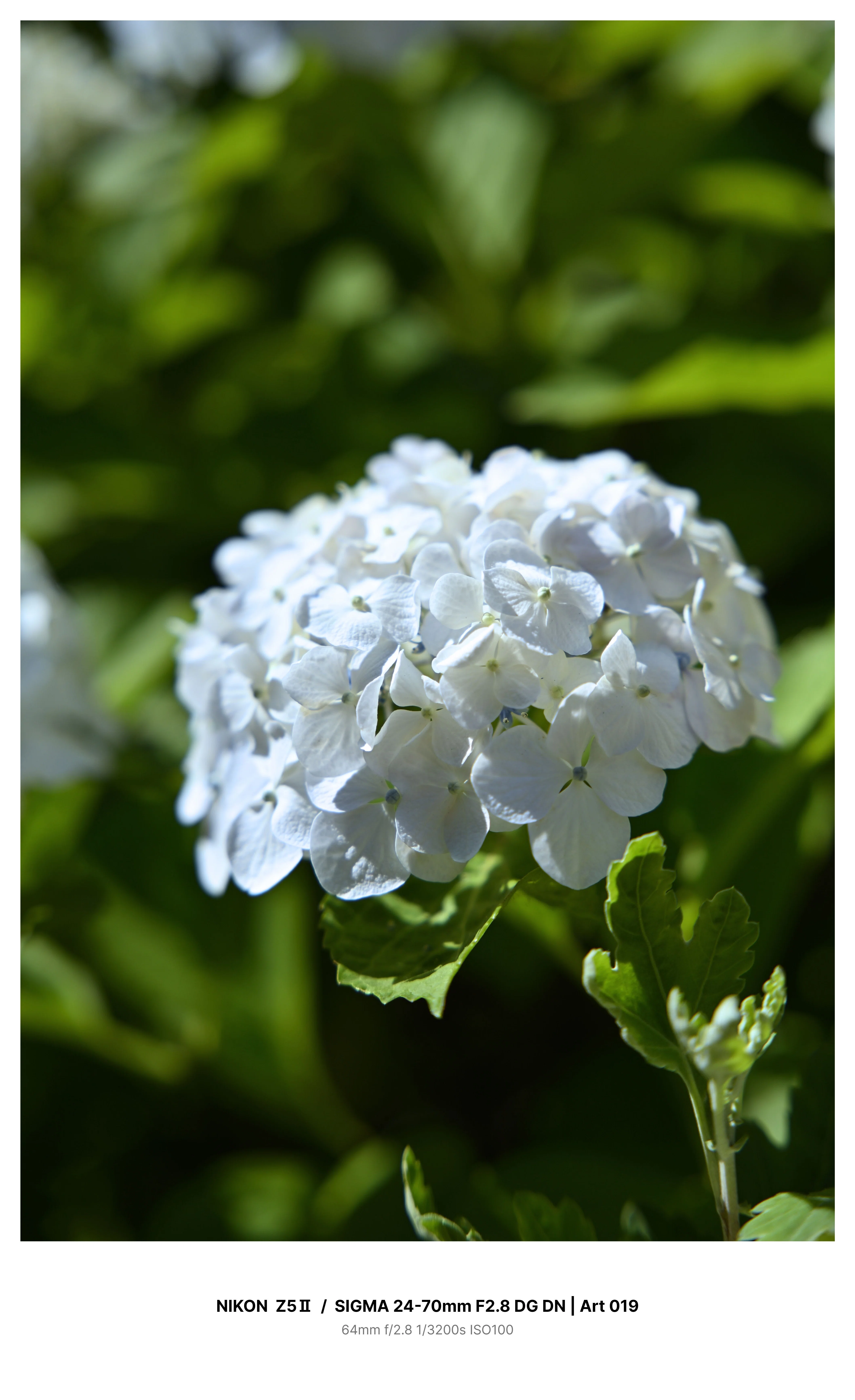 東京・大塚で満開の紫陽花を見つけてカメラさんぽ Z5Ⅱ｜kenken