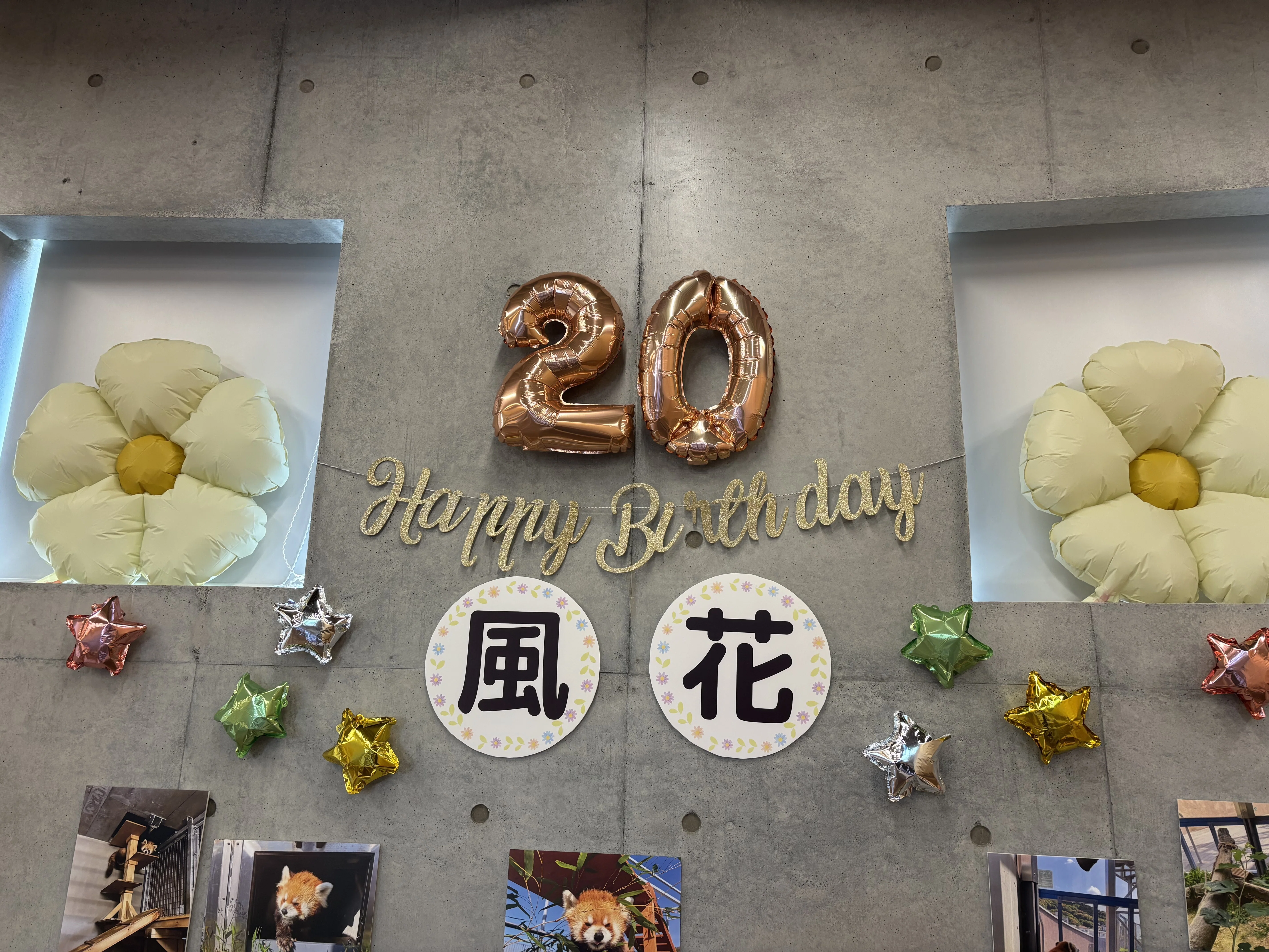 徳山動物園のアイドル、レッサーパンダの「風花」20歳のお誕生日