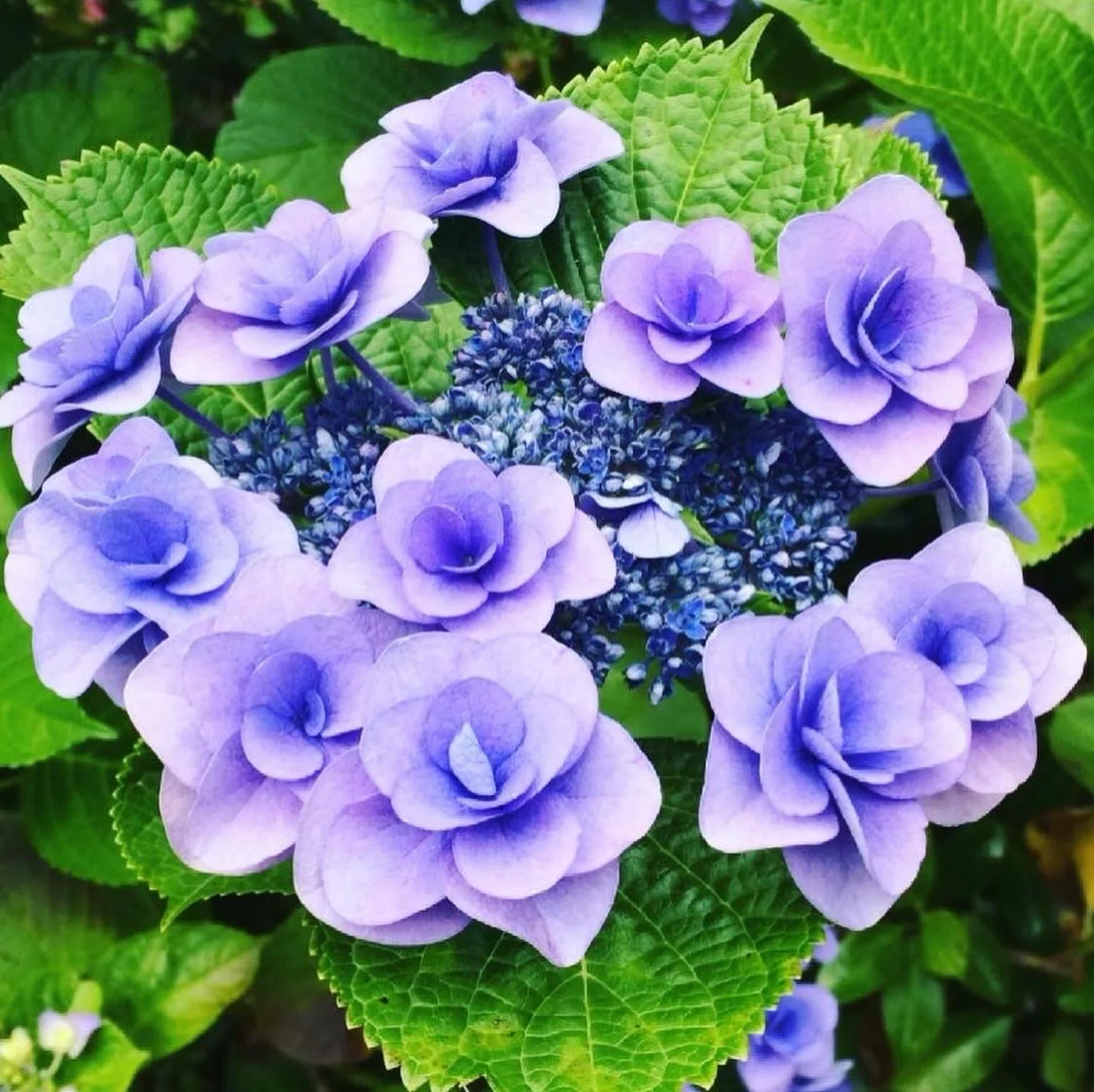 こんなニ枚のつぶやき〜紫陽花｜かわせみ💎終活プロジェクト