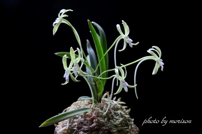 富貴蘭「翡 翠」の花（過去の画像倉庫から）｜KJ Morison