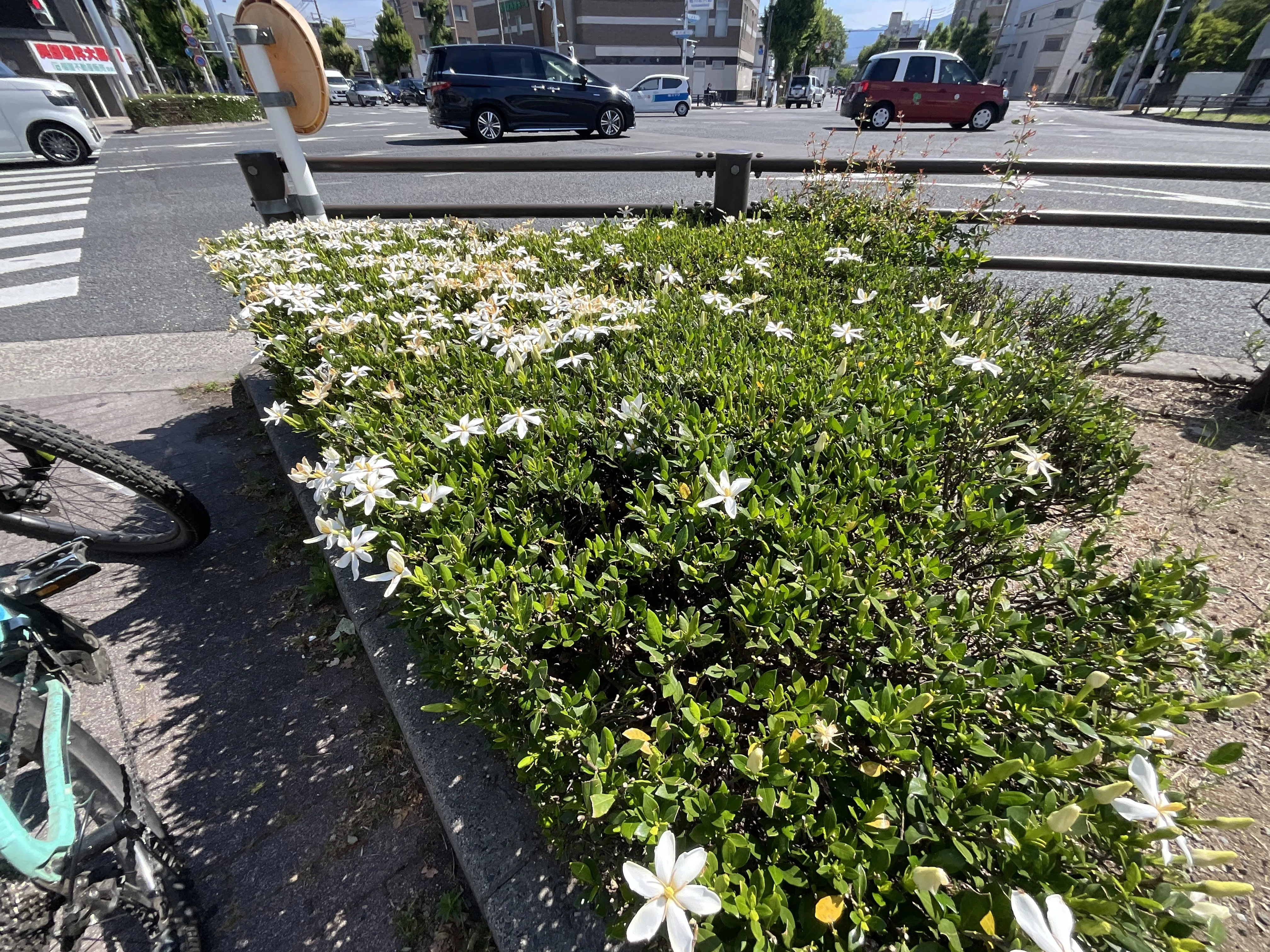 【希少・写真現物】 ホシクサ・クチホワイト 特大株 おまけ付き　スネールなし クチナシの花（堀川北大路交差点）：2026年6月1日（月）｜藤井秀昭