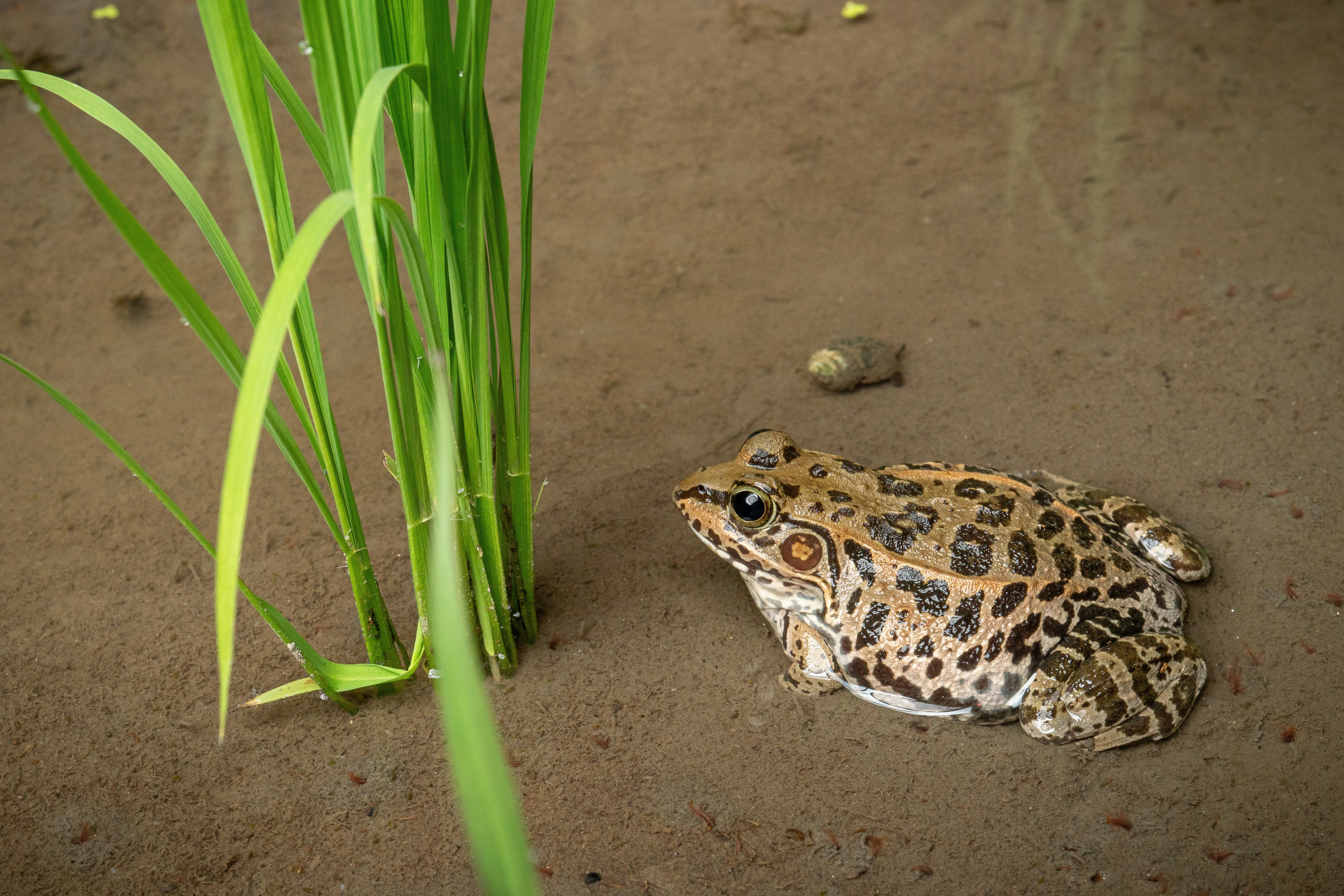 カエルの生態写真を撮るために ｜ブンイチ（文一総合出版）