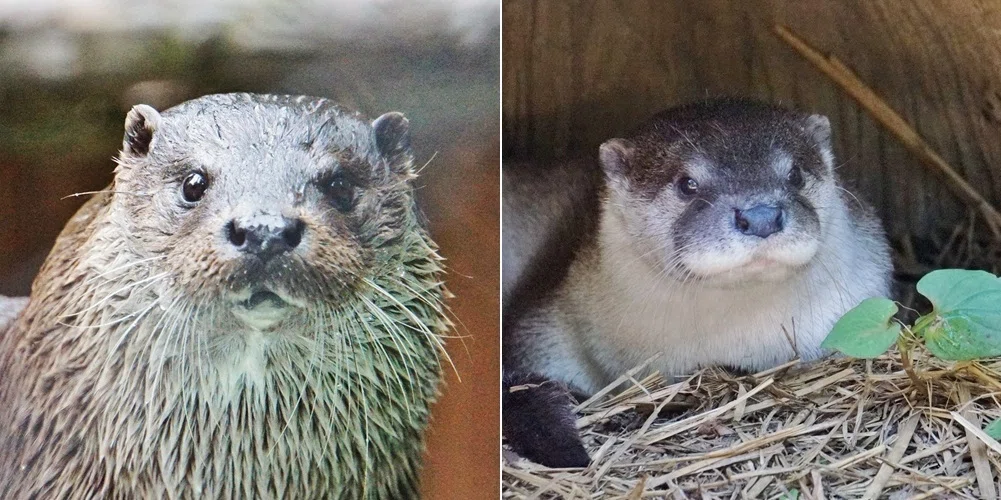 世界カワウソの日2026 ①｜びーぐる05