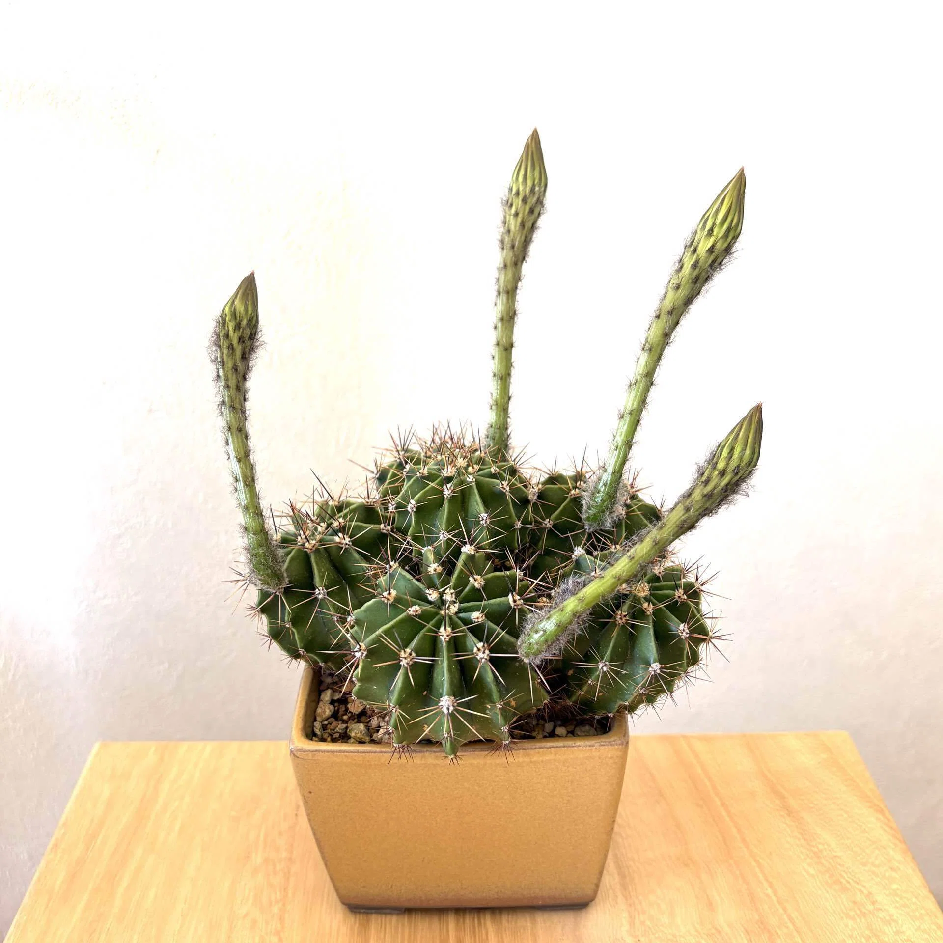 花盛丸がサボテンの花を咲かせた！｜ドラゴン・スー