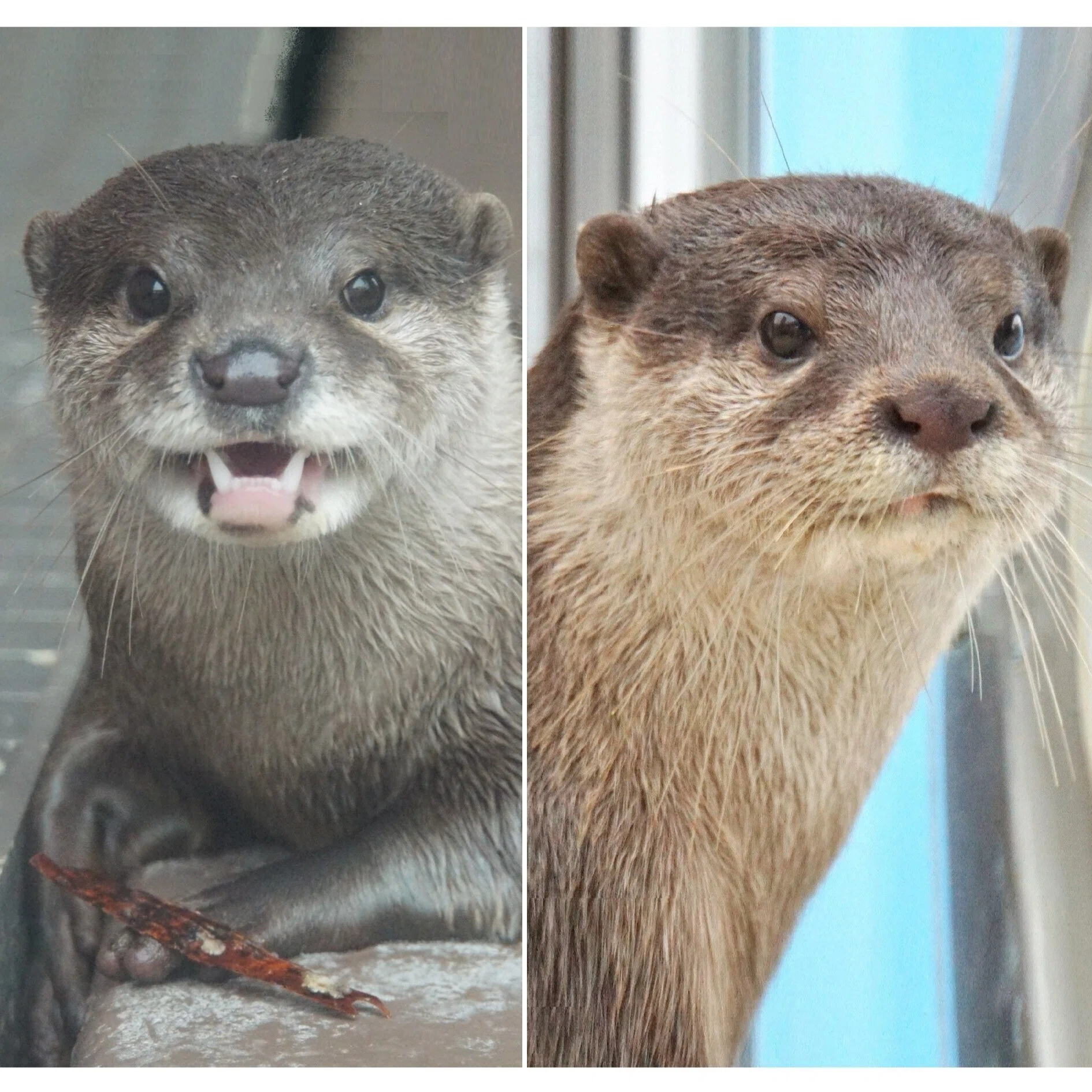 世界カワウソの日2026 ②｜びーぐる05