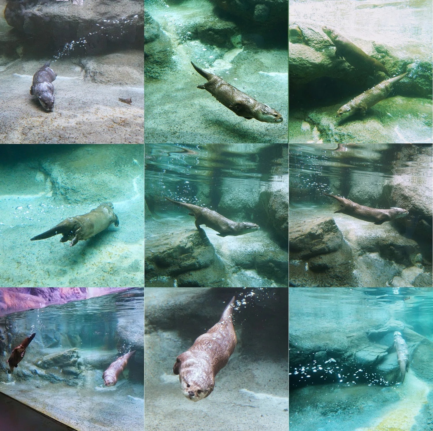 世界カワウソの日2026 ②｜びーぐる05