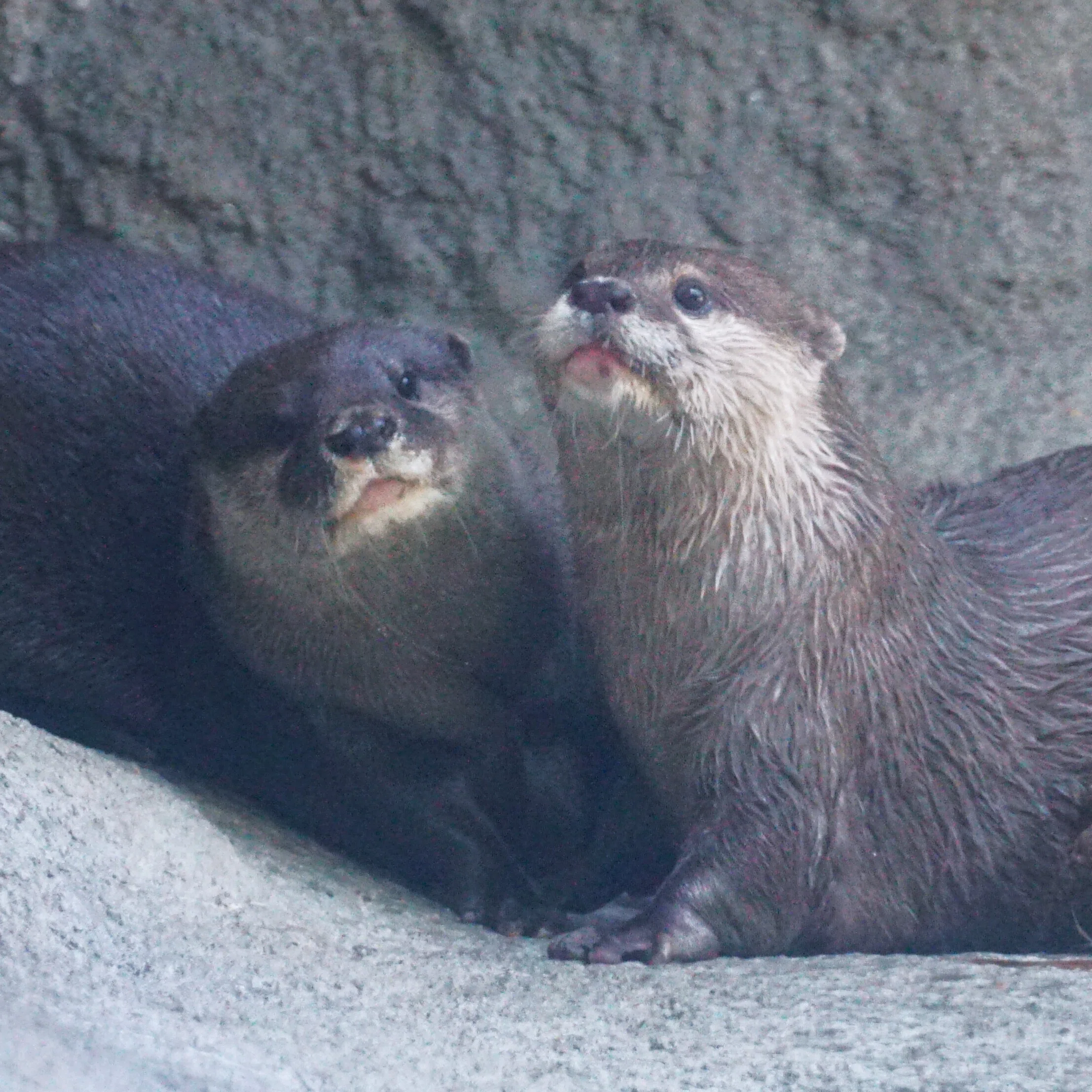 世界カワウソの日2026 ②｜びーぐる05