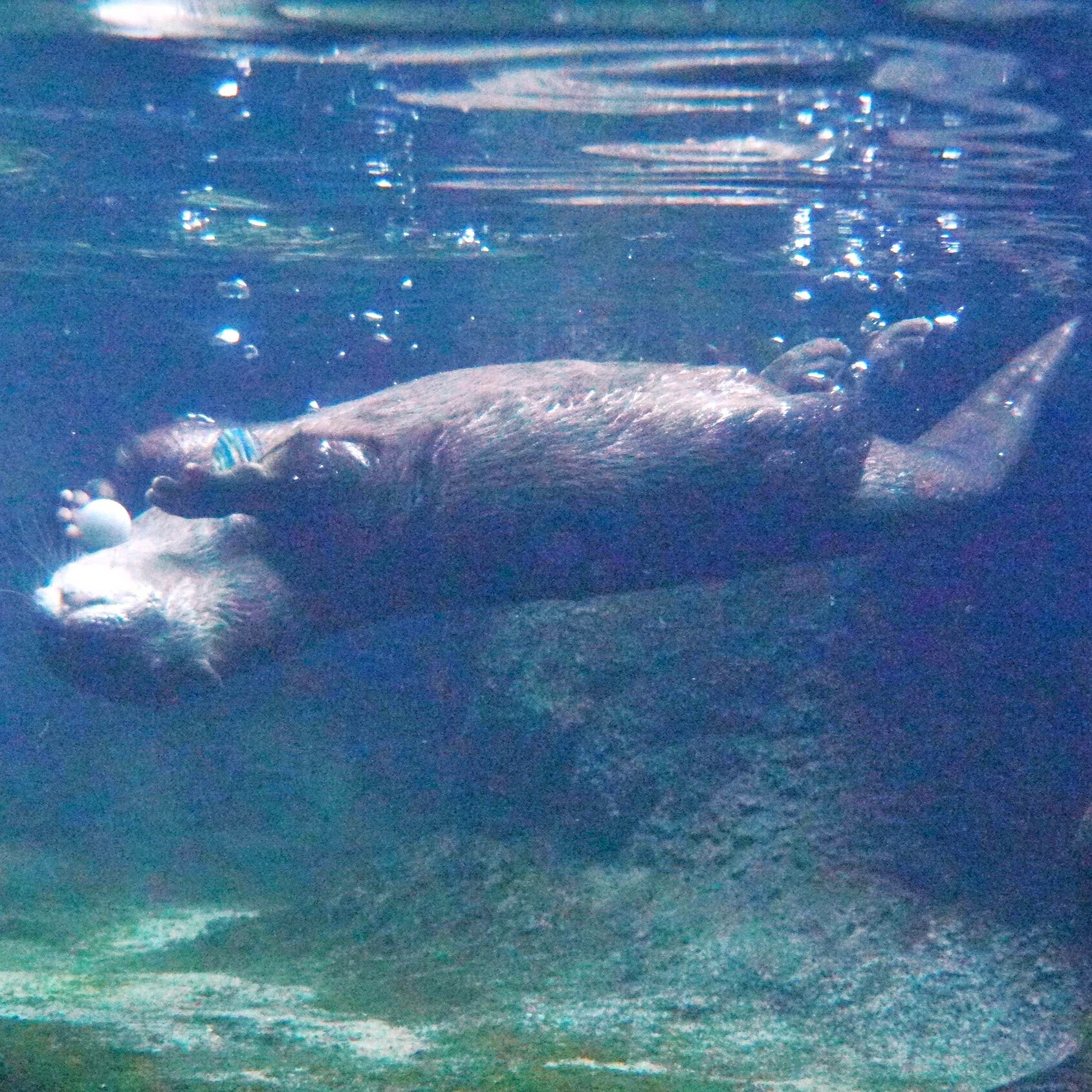 世界カワウソの日2026 ②｜びーぐる05