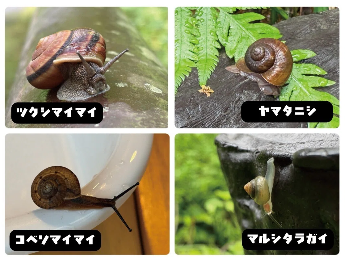 苦手だったかたつむりを、森で30分見つめてみたら｜あぶらやま