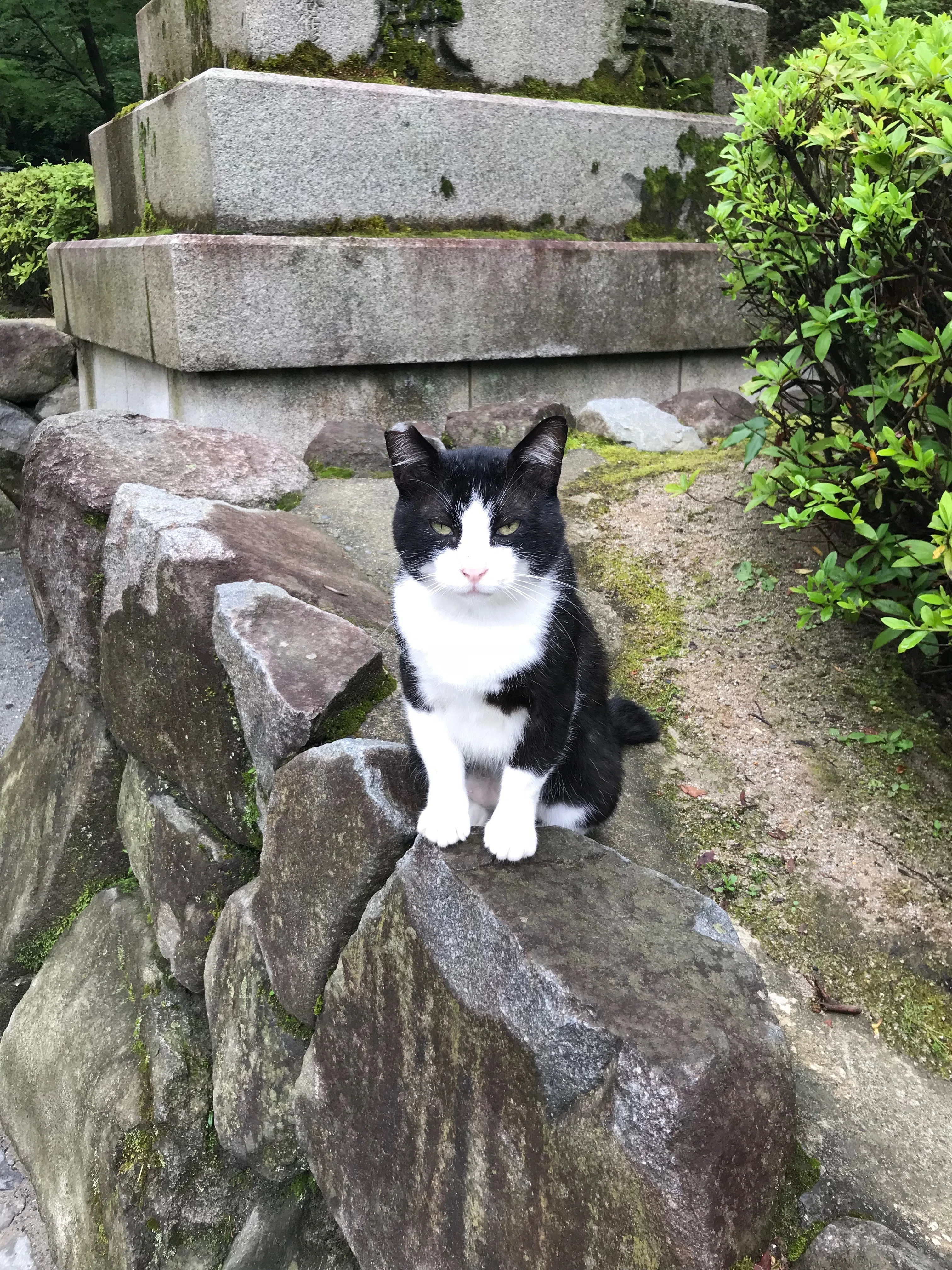 伏見稲荷大社で出会った、不思議な猫ちゃんの話｜世界樹（しろたえ）