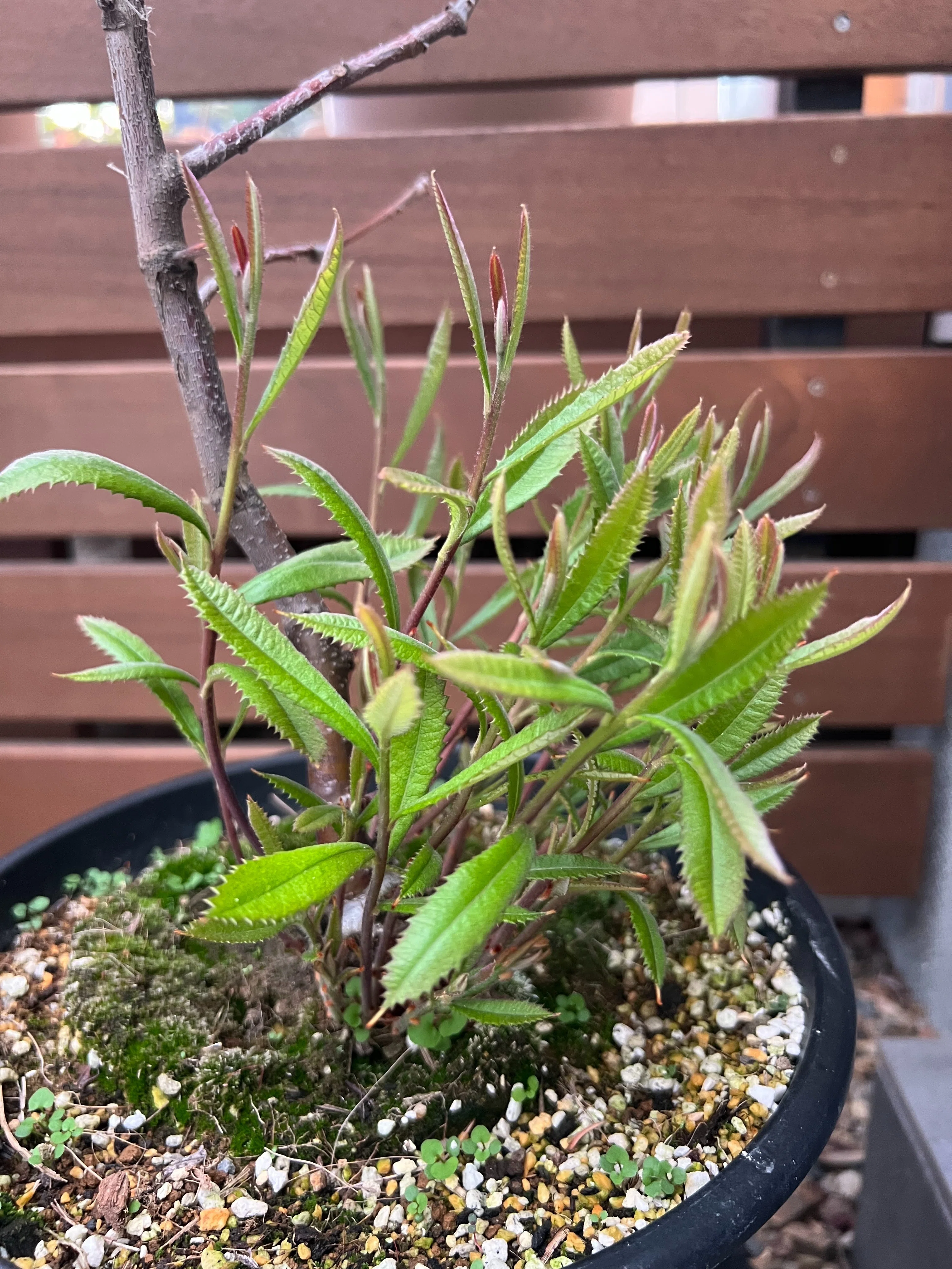 今日のオージー｜バンクシア・ロブルの新芽たち｜ジョセ｜オージー