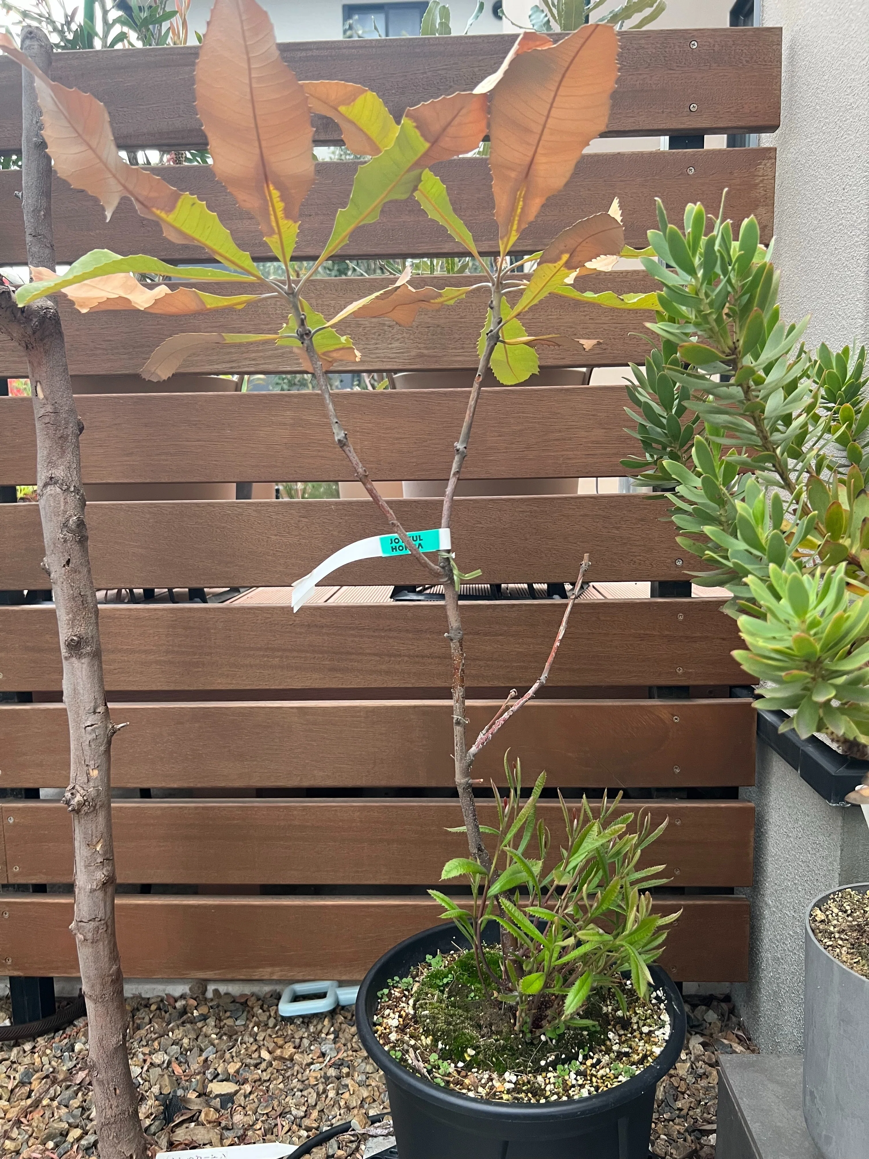 植木 今日のオージー｜バンクシア・ロブルの新芽たち｜ジョセ｜オージー