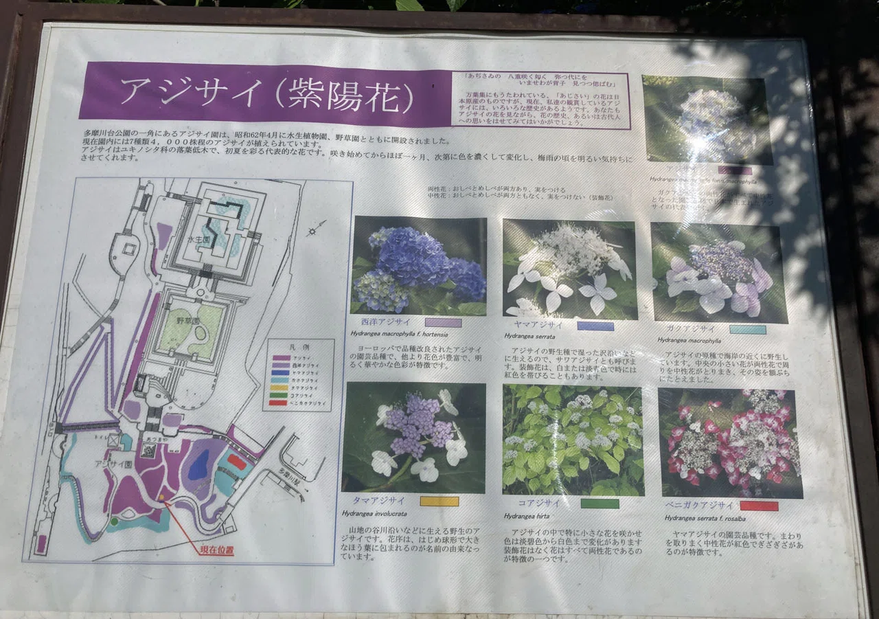 紫陽花図 アジサイを見分けたい！ 公園で実物を見ながら学んでみた｜そーいち・F