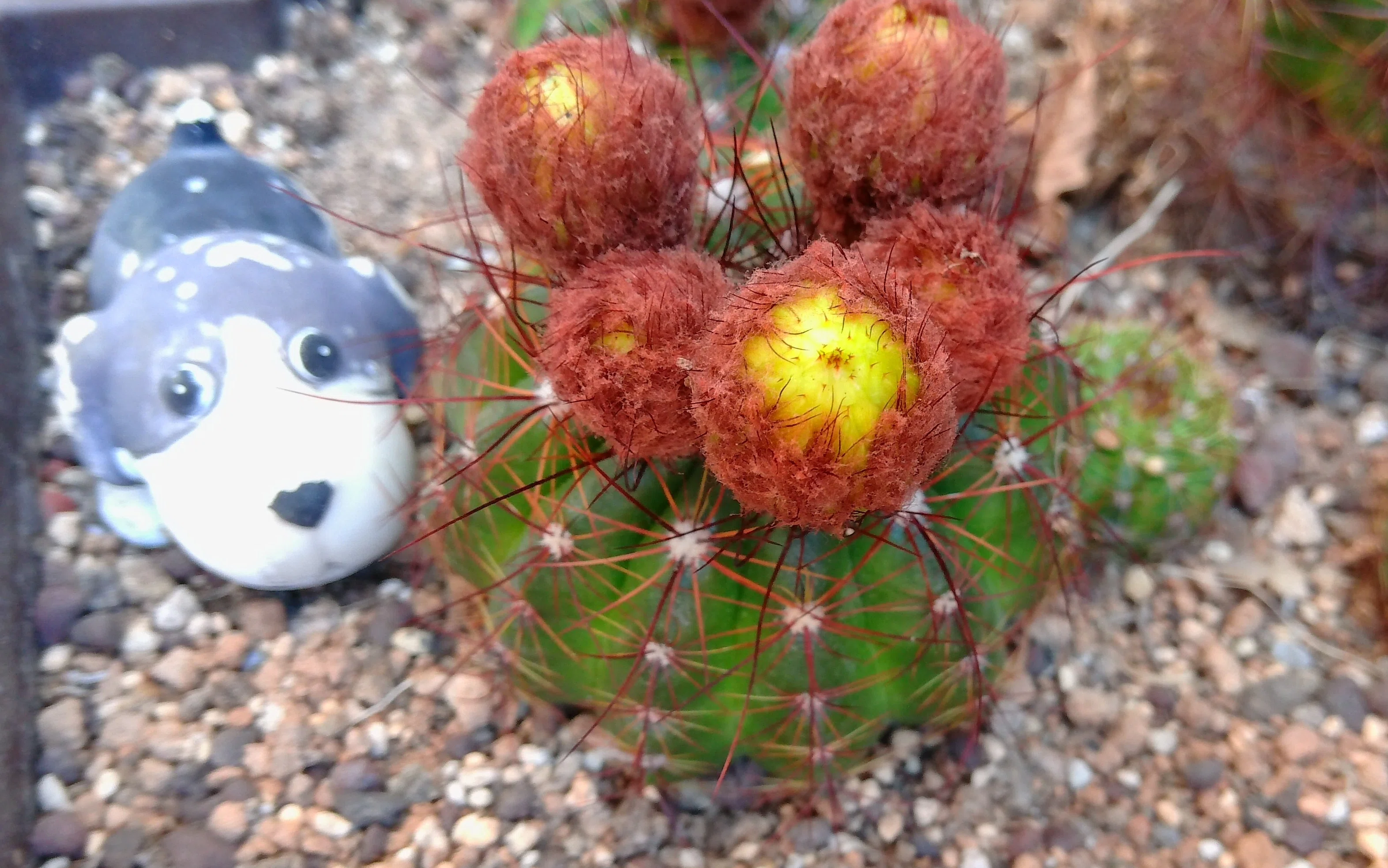 サボテンの花が、また咲いた 2026｜takki
