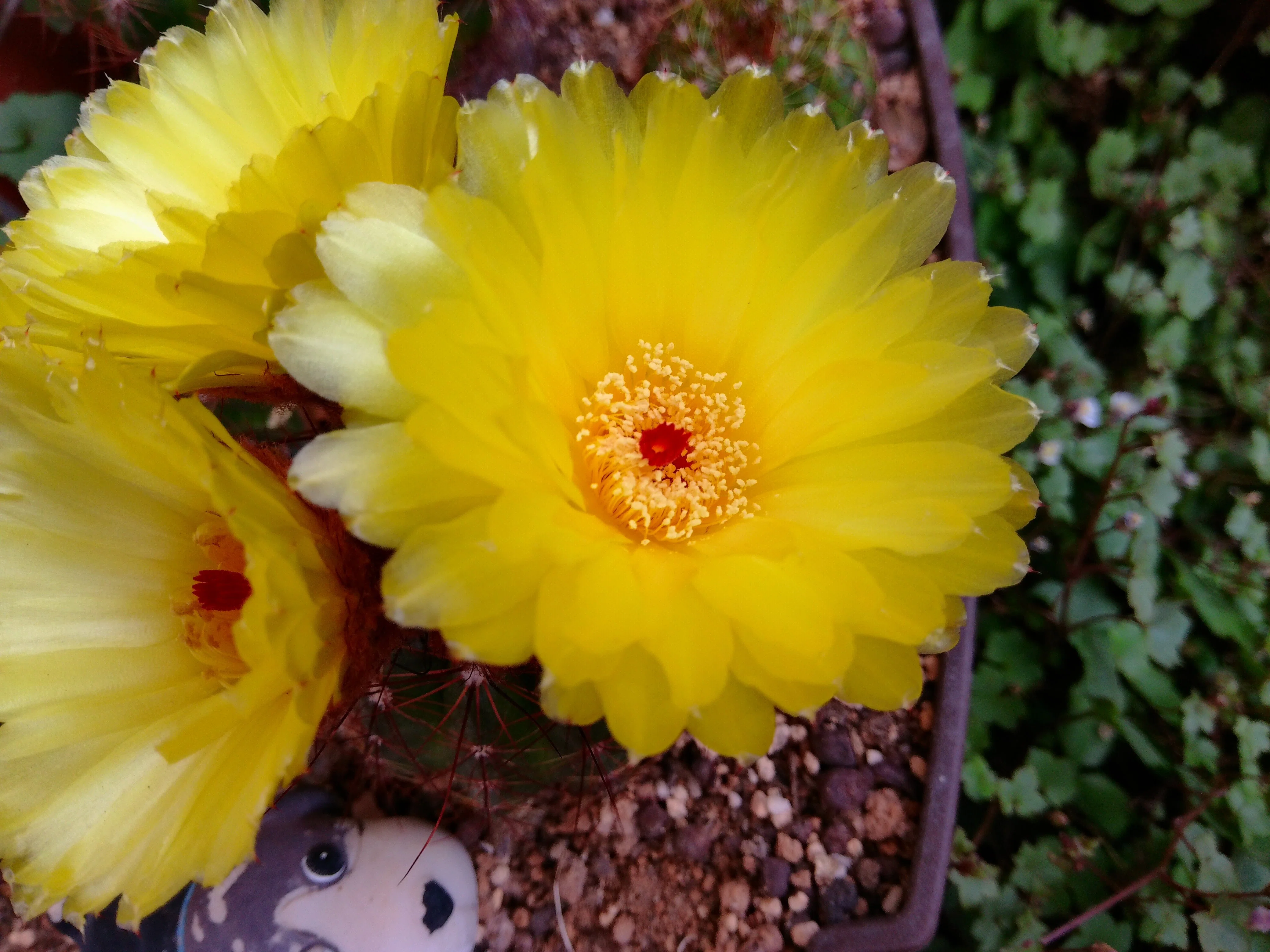 サボテンの花が、また咲いた 2026｜takki