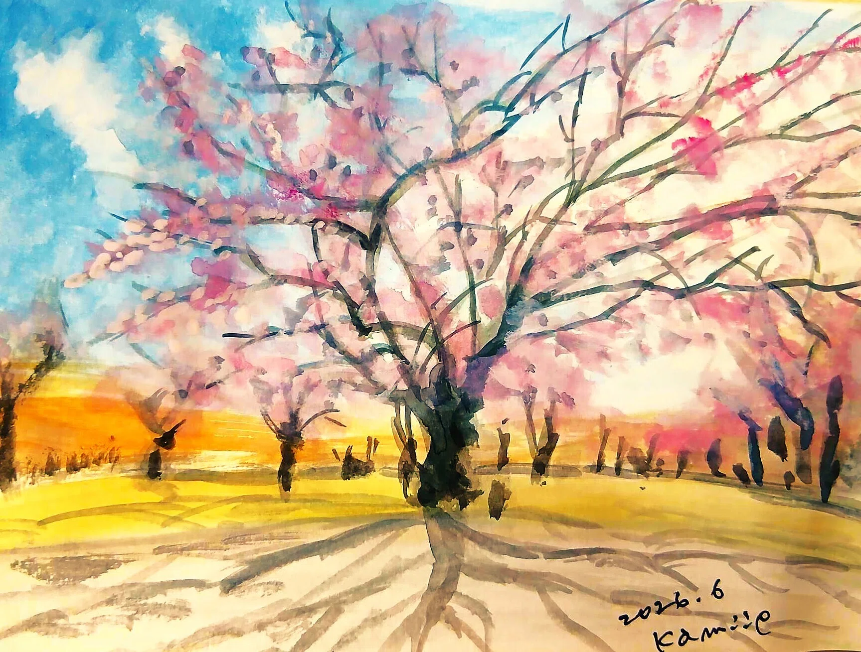 桜(小樽市朝里)｜北海道の熊おやじ〜北海道の179市町村の歴史と観光