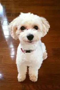 ぽんぽこ。さんプロフィール画像