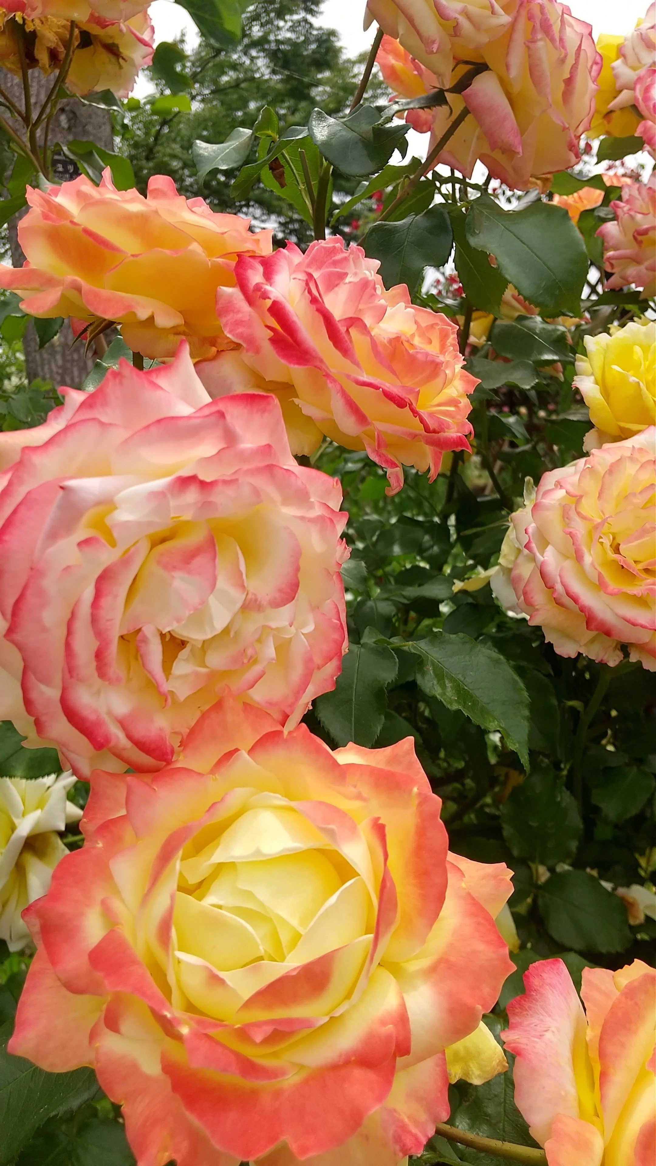 公園の薔薇｜ルフ奈