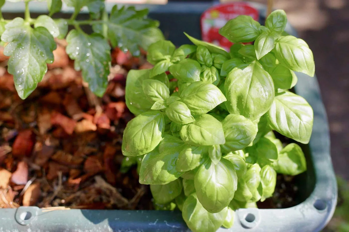 [Monday Series] Planter Tomatoes with a Side of Basil! High of 32°C ...