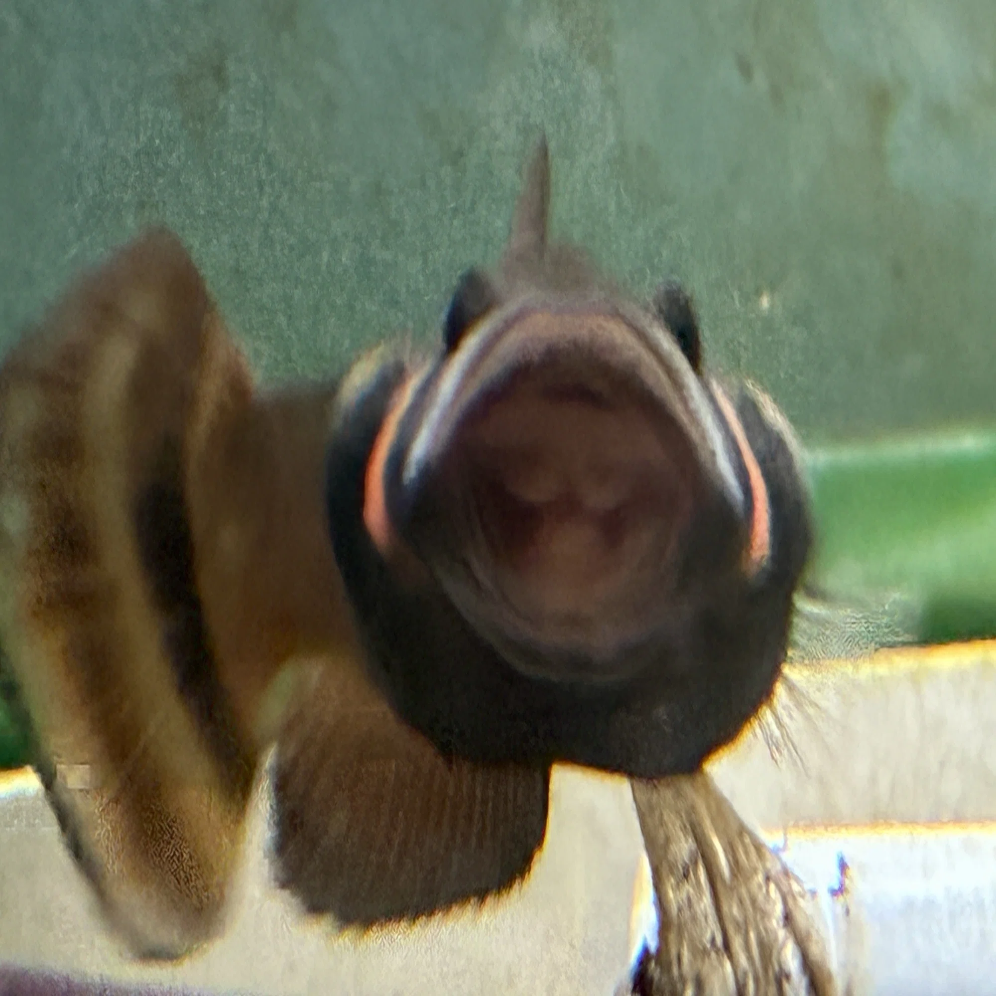 ベタの最高峰】マクロストマについて飼育、注意点、繁殖等について 