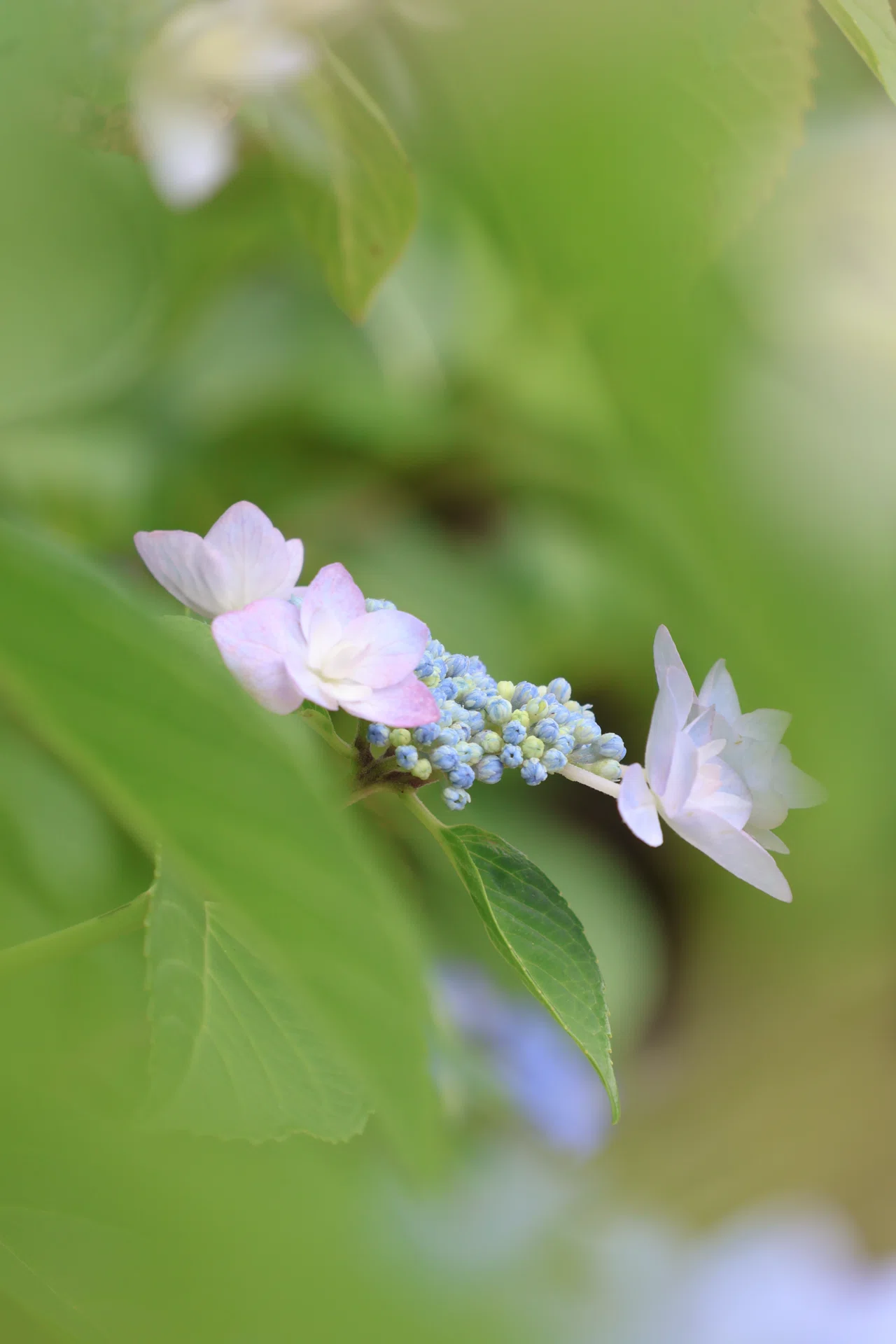 咲き始めの紫陽花を撮る｜kaori |