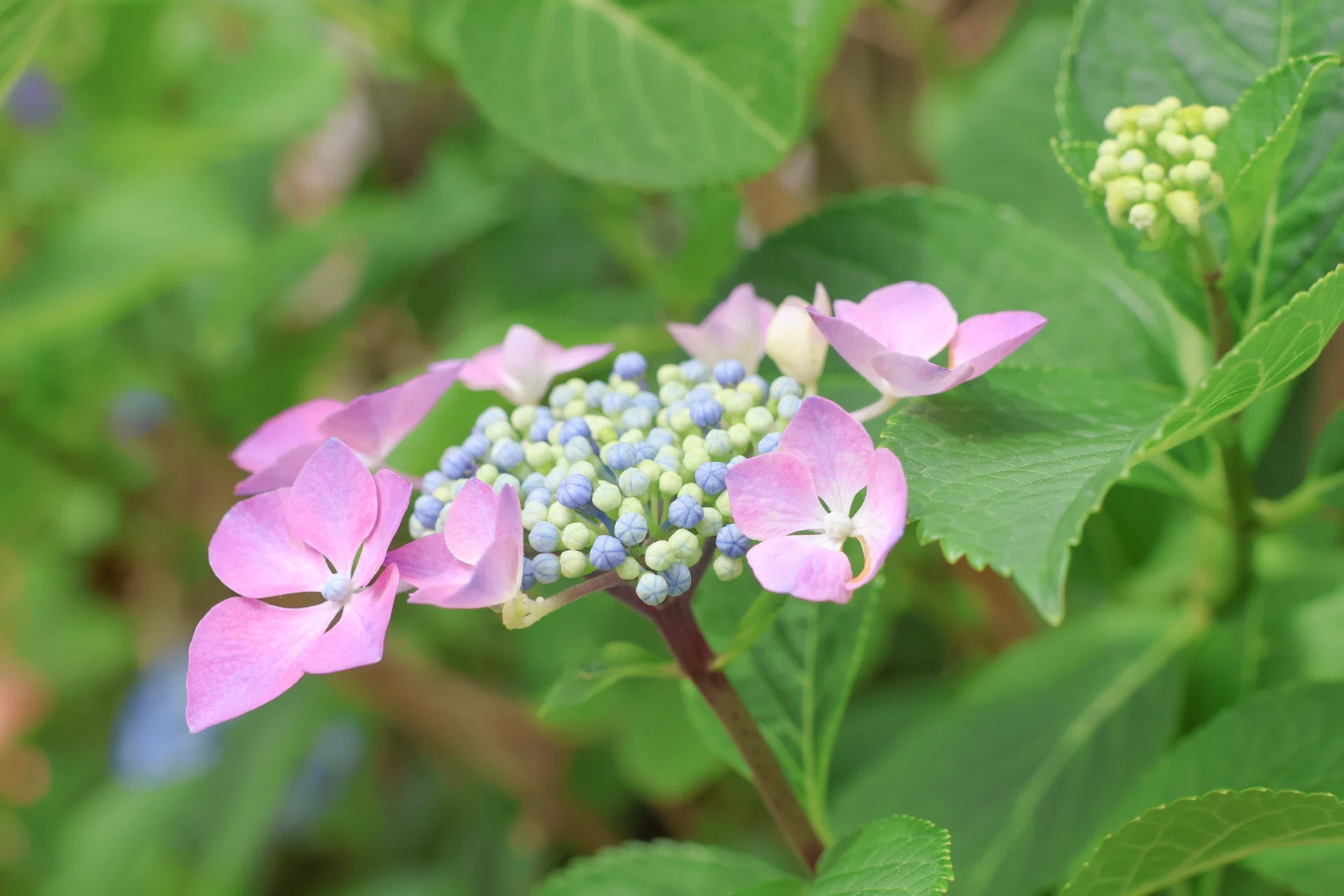 咲き始めの紫陽花を撮る｜kaori |