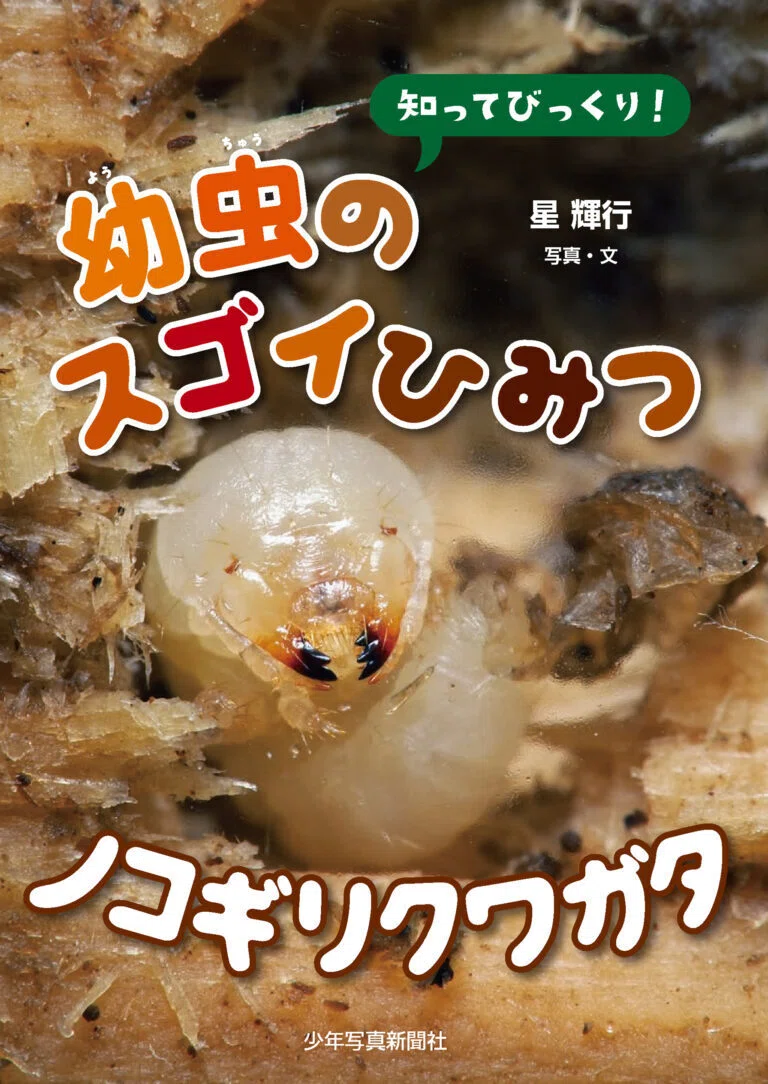 2026年6月発売の新刊のご案内（少年写真新聞社）｜「少年写真新聞社