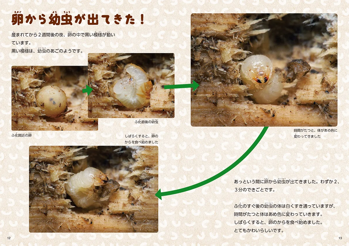2026年6月発売の新刊のご案内（少年写真新聞社）｜「少年写真新聞社