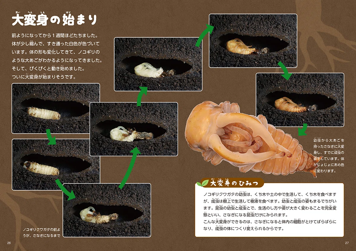 2026年6月発売の新刊のご案内（少年写真新聞社）｜「少年写真新聞社