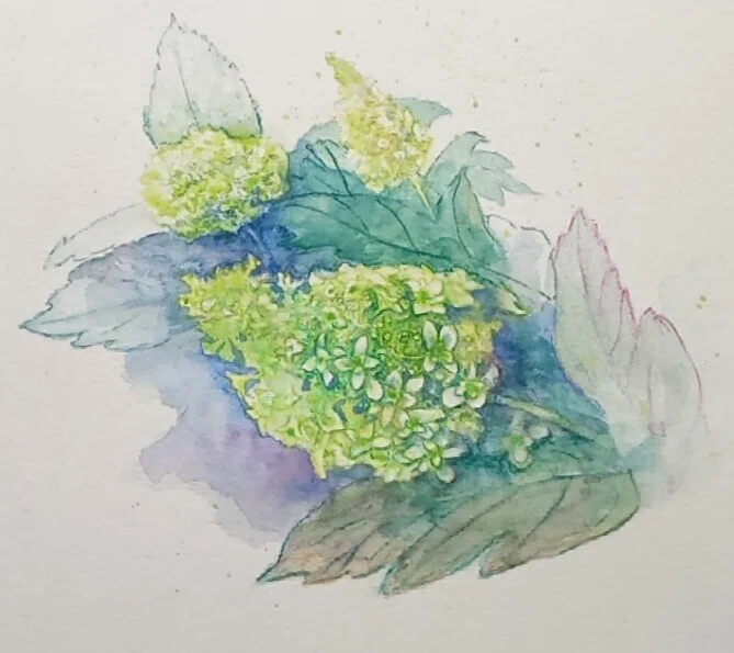 コヒノール水溶性色鉛筆で、アジサイを描く｜Irodori-AyaMise