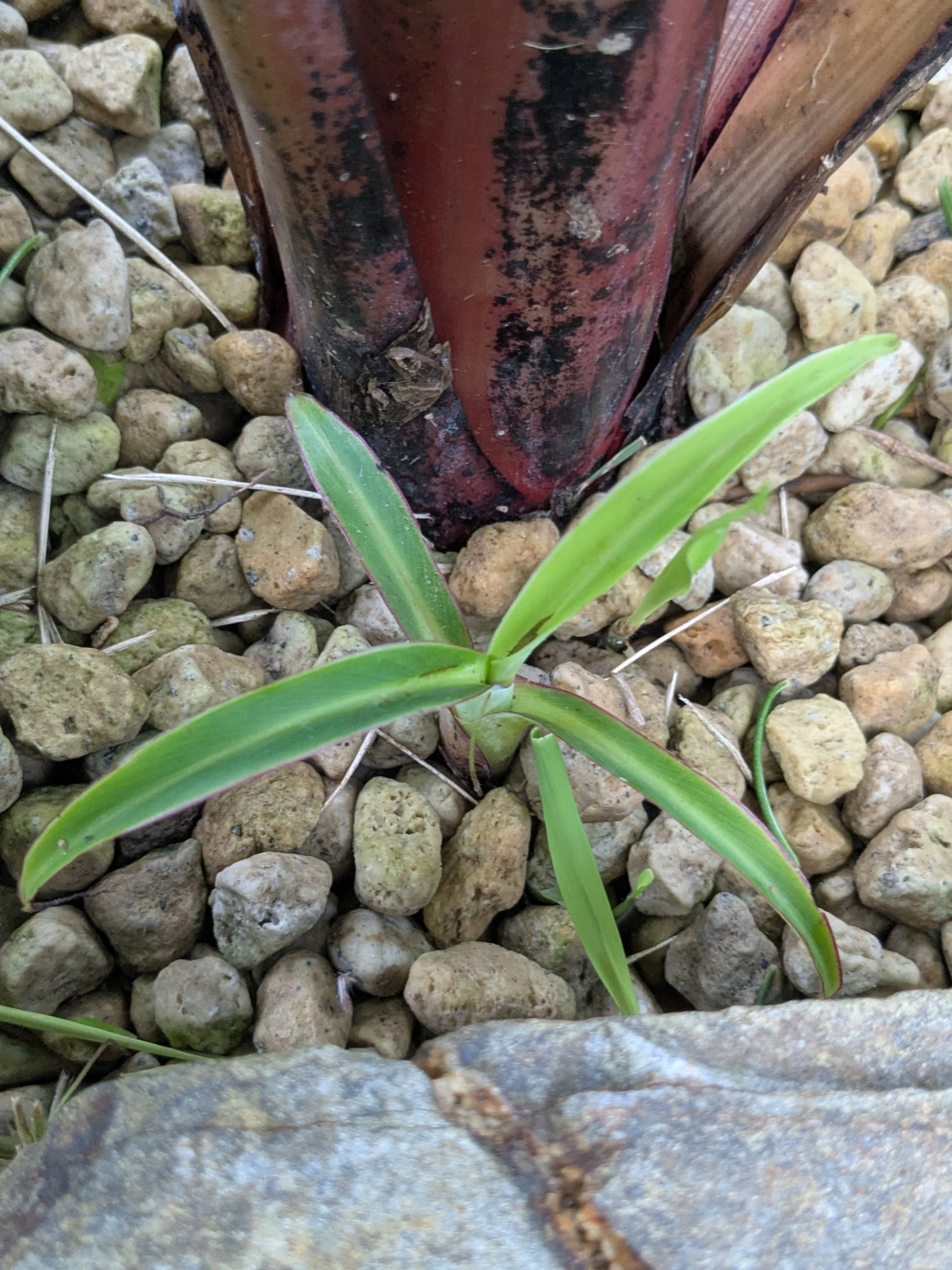 台風チャンミーの爪痕】丸一日の停電。暴風を耐え抜いた植物たちと停電