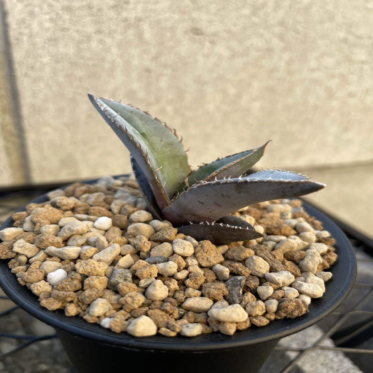 Agave oteroi Growth Record｜F.plants
