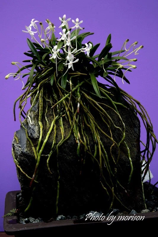 フウラン「山採り 縁 紅（小豆島産）石付け」の花（過去の画像倉庫から