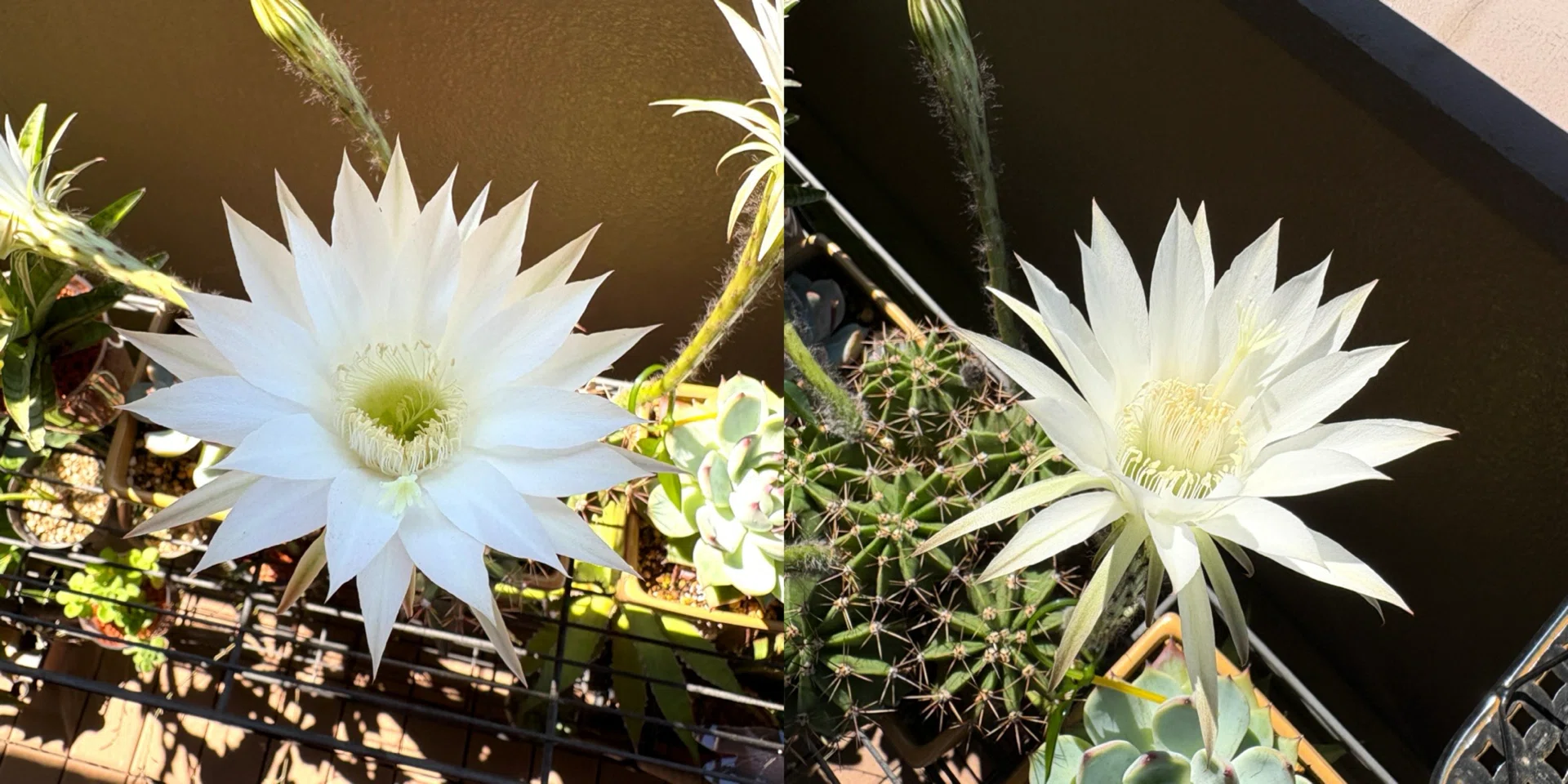 花盛丸がサボテンの花を咲かせた！｜ドラゴン・スー