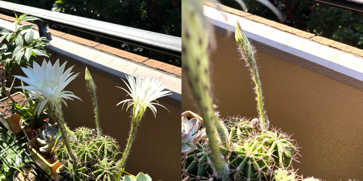 花盛丸がサボテンの花を咲かせた！｜ドラゴン・スー