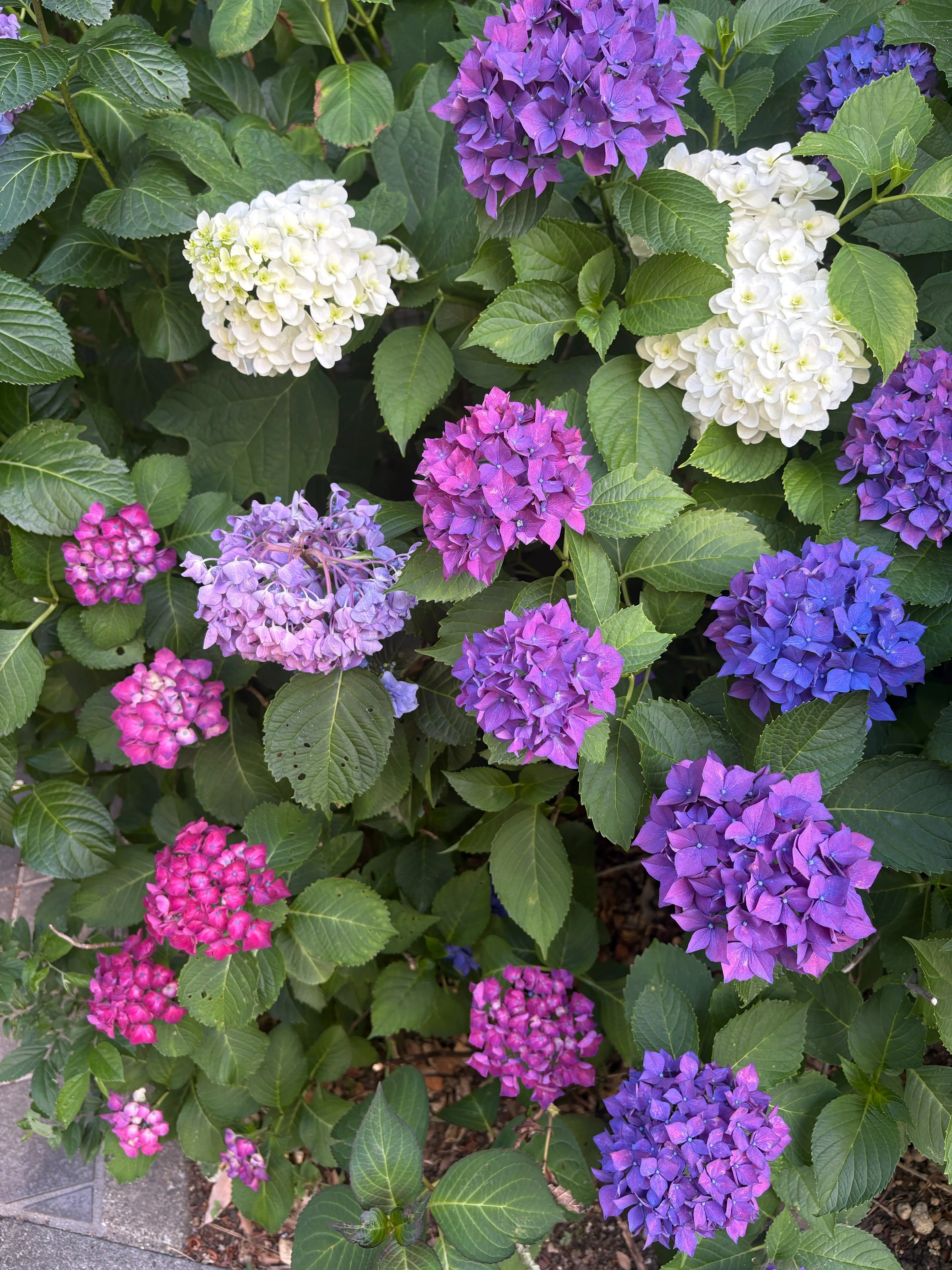 紫陽花 紫陽花の季節になりましたね」｜犬塚 伸二/ウォーキングアドバイザー