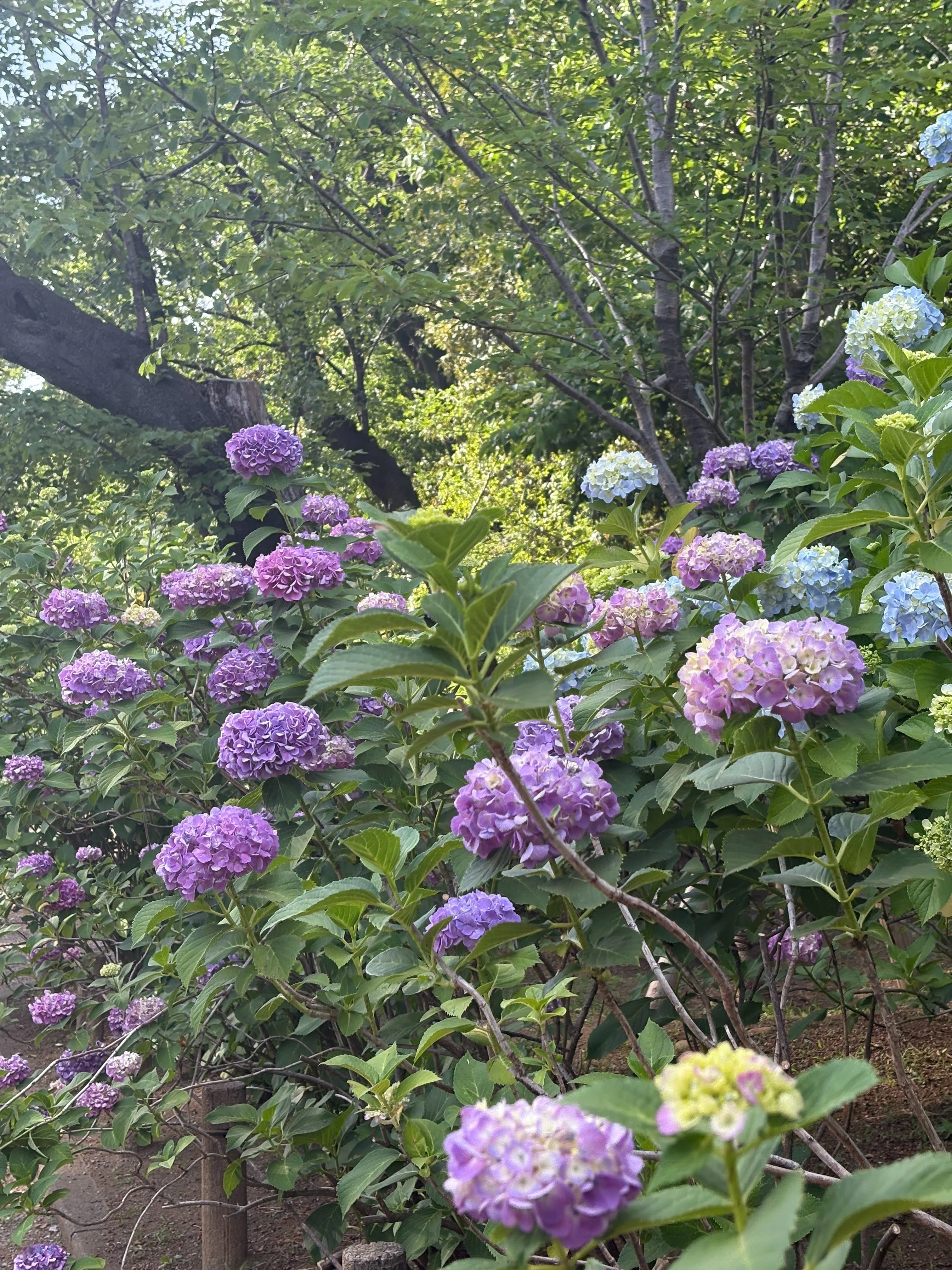 紫陽花の季節になりましたね」｜犬塚 伸二/ウォーキングアドバイザー