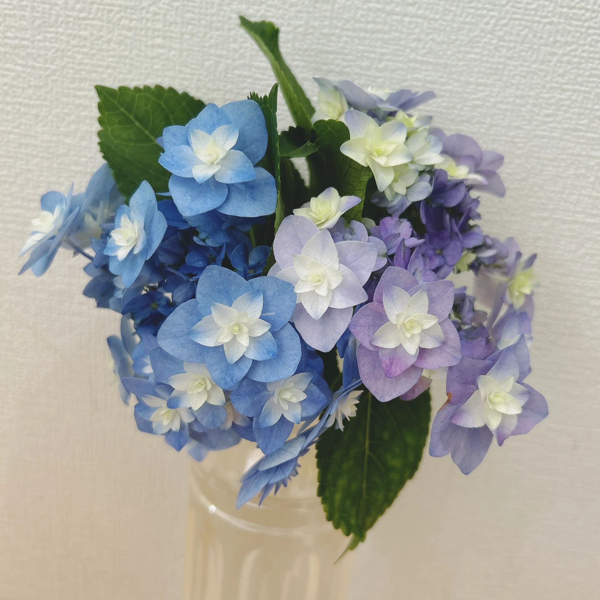 Double-flowered Lacecap Hydrangea 'Mai-kujaku'｜をちみず梓花
