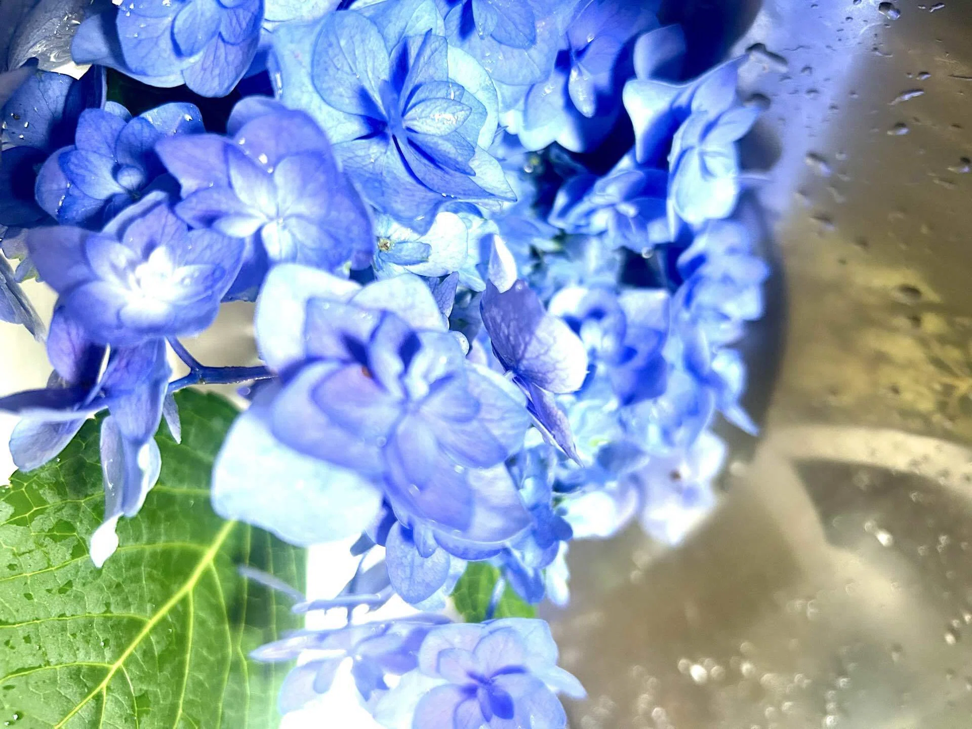 Double-flowered Lacecap Hydrangea 'Mai-kujaku'｜をちみず梓花