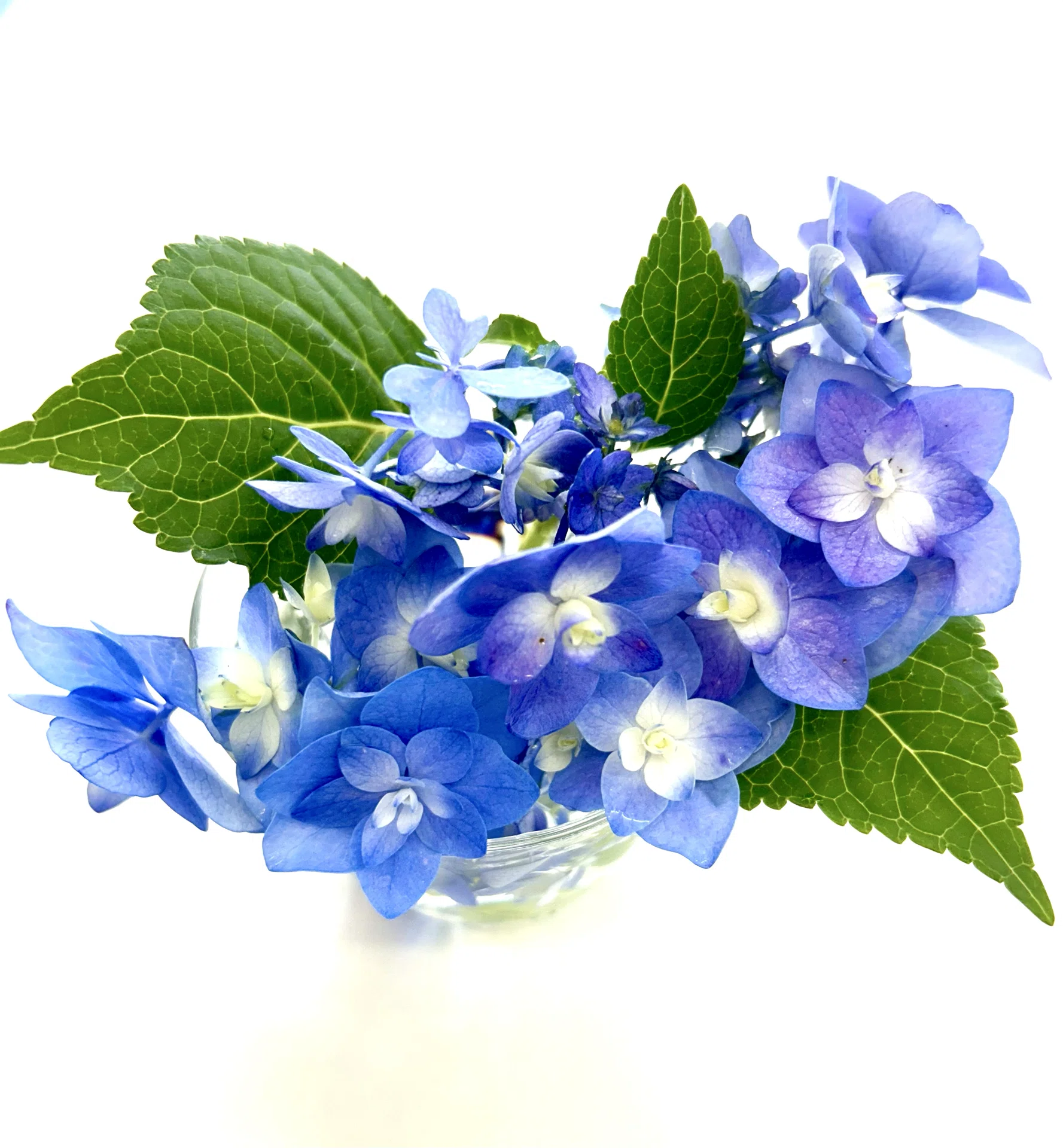 Double-flowered Lacecap Hydrangea 'Mai-kujaku'｜をちみず梓花