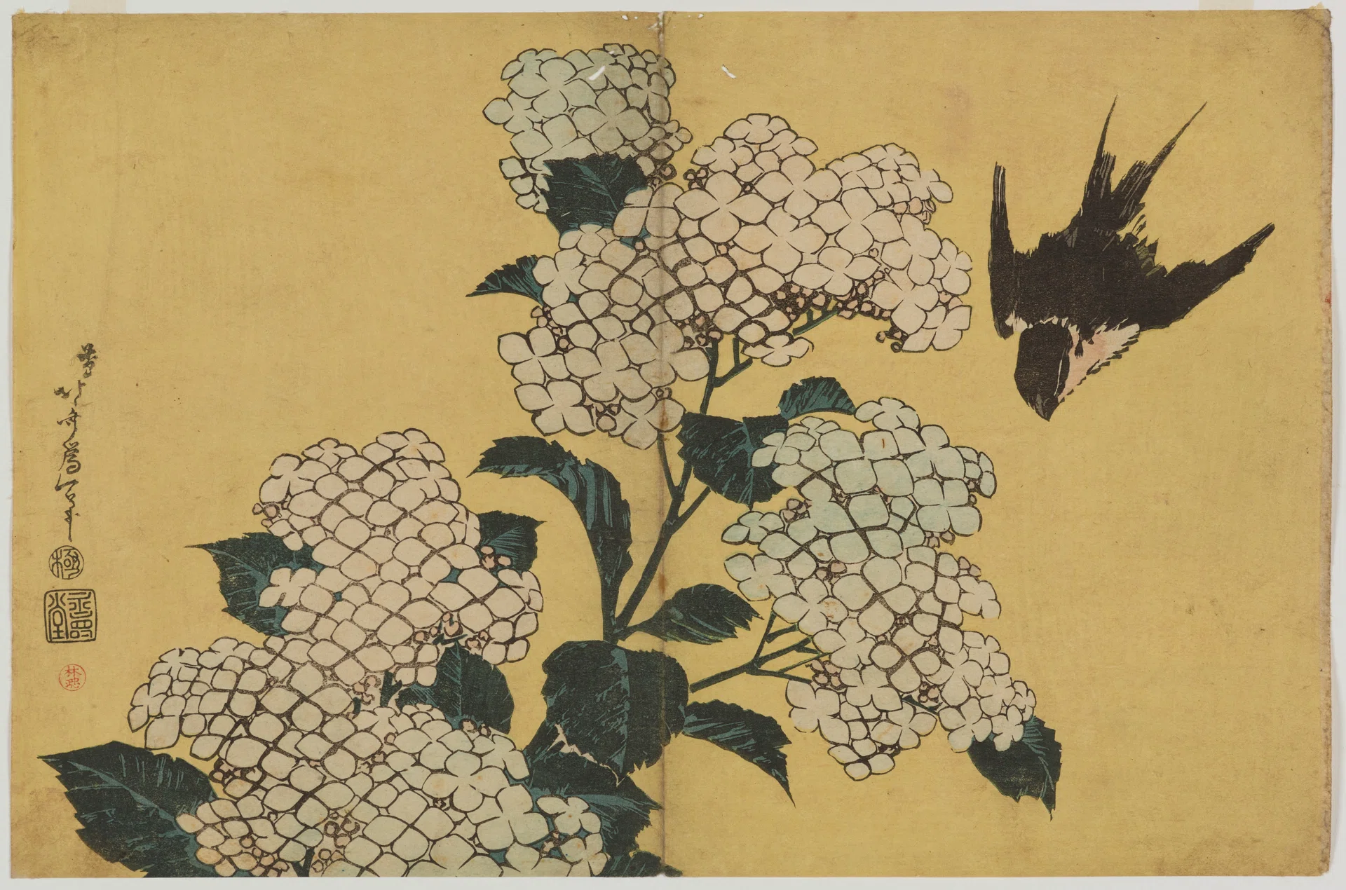 北斎の描いた「梅雨っぽくない」アジサイの魅力｜アートジェンヌ