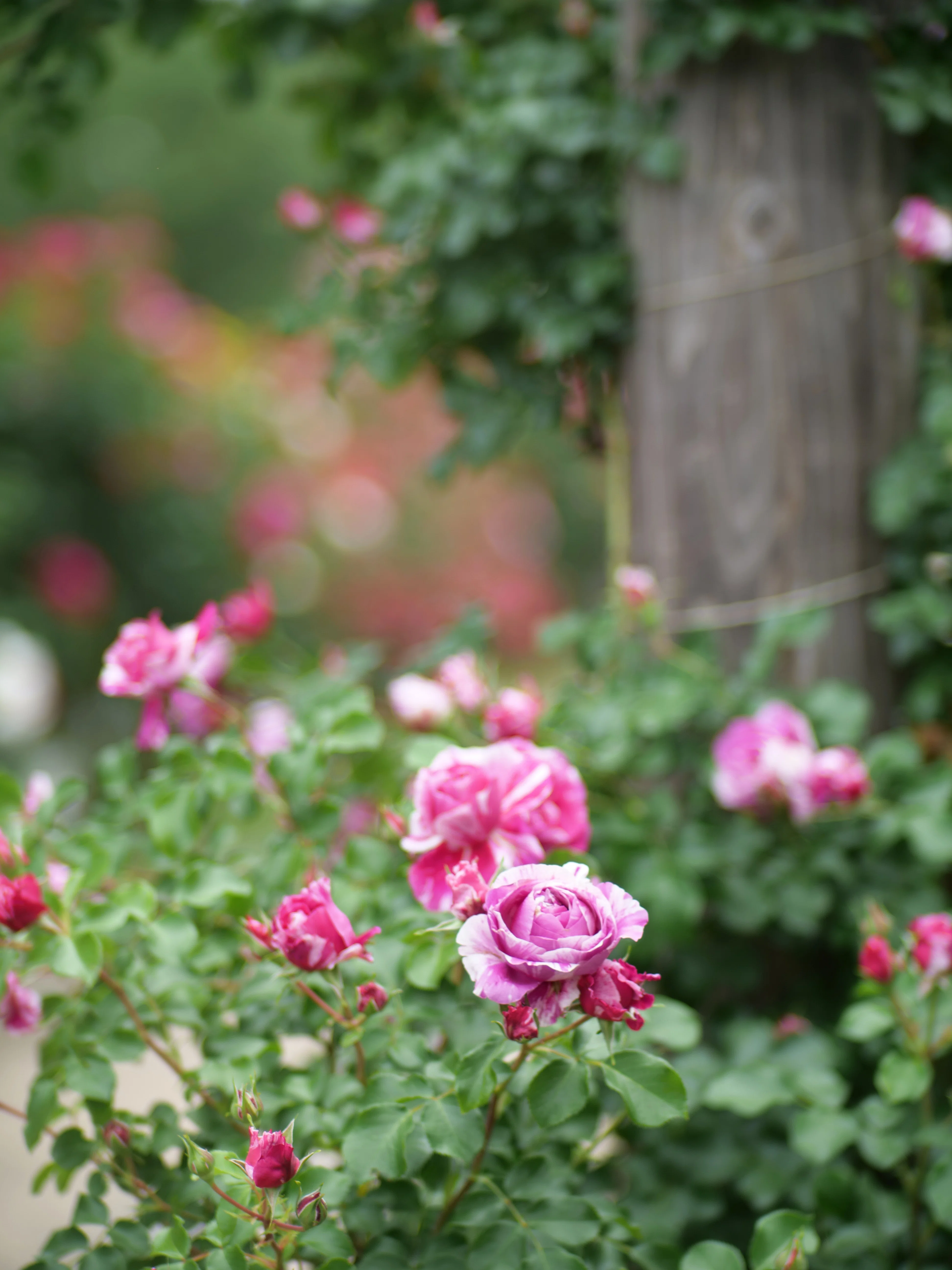 mamu:) 薔薇パネル ♯78 薔薇尽くし⑦｜dai