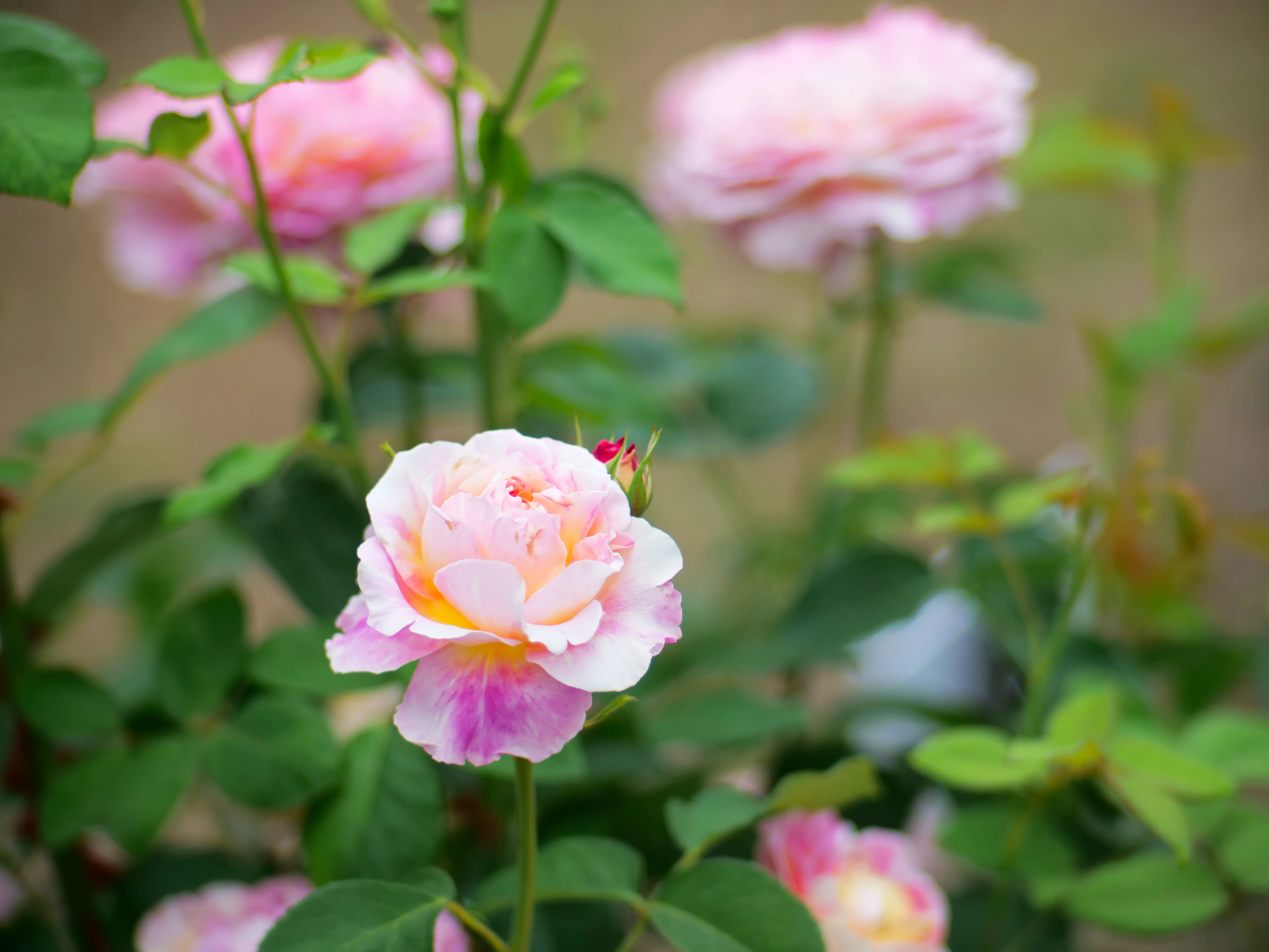 ♯78 薔薇尽くし⑦｜dai