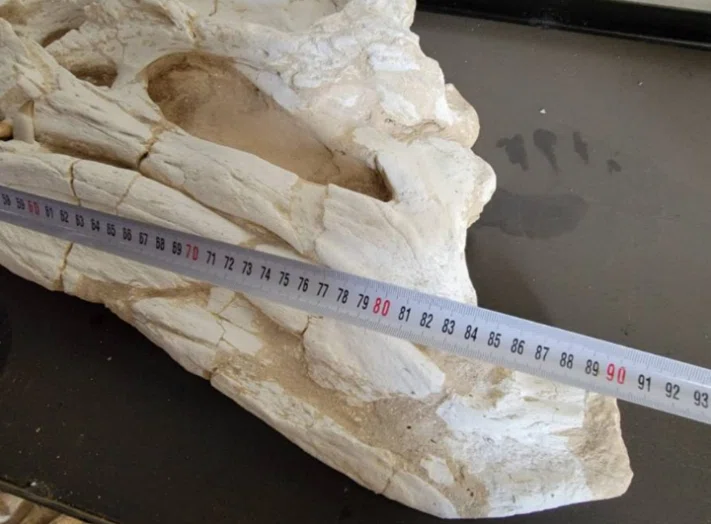 32.ワニの頭骨 モロッコ産 90cm級 クロコダイル スカル化石 ｜【恐竜の