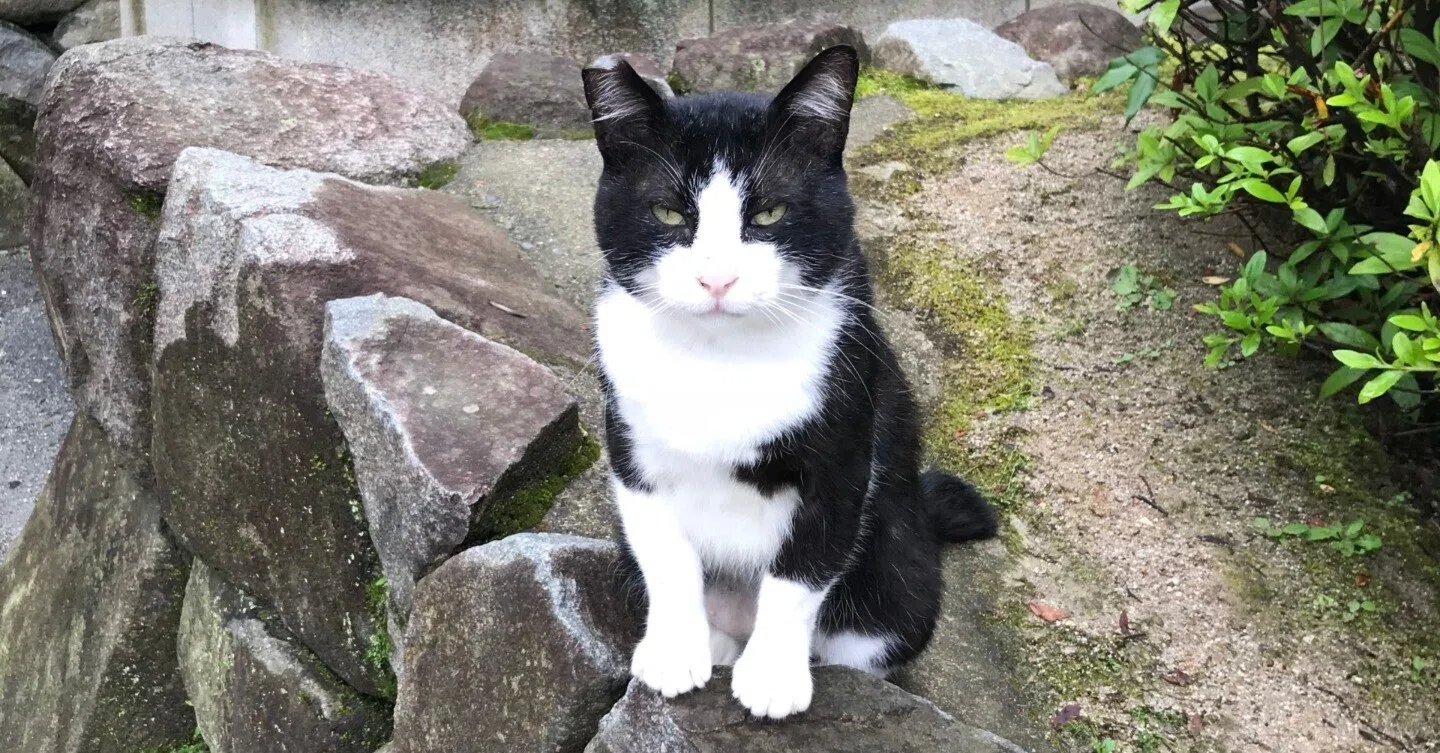 伏見稲荷大社で出会った、不思議な猫ちゃんの話｜世界樹（しろたえ）