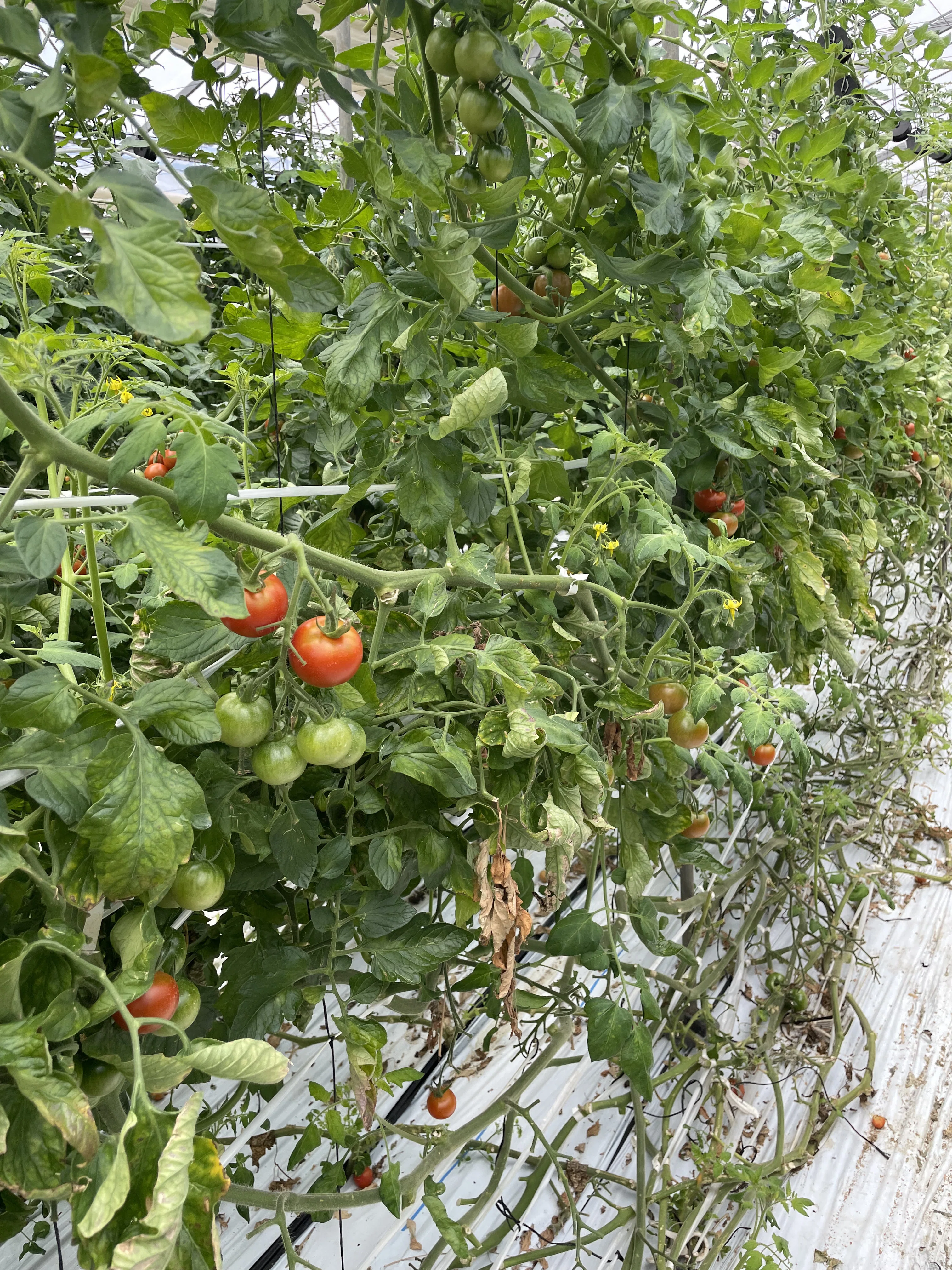 Event Report] Tasting freshly picked tomatoes! We held a user